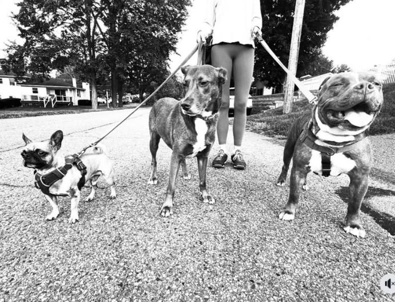 Enlarge Damu the 8 yr old, couch potato looking for retirement home, a Adopted Pit Bull Terrier in Tunkhannock, PA image 3/5