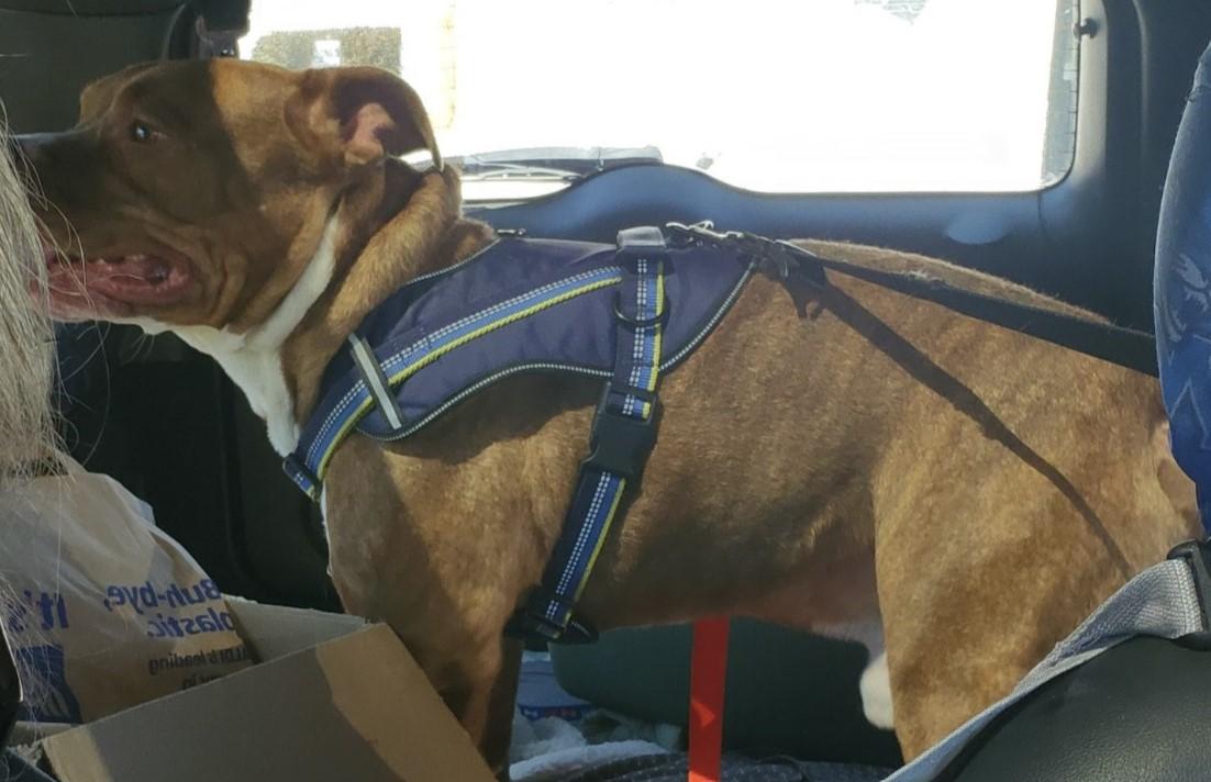 Enlarge Damu the 8 yr old, couch potato looking for retirement home, a Adopted Pit Bull Terrier in Tunkhannock, PA image 5/5