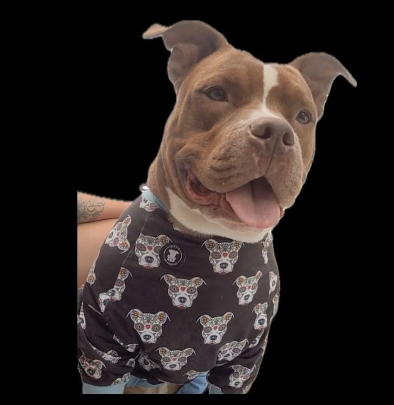 Damu the 8 yr old, couch potato looking for retirement home, Adopted, Senior Male Pit Bull Terrier.