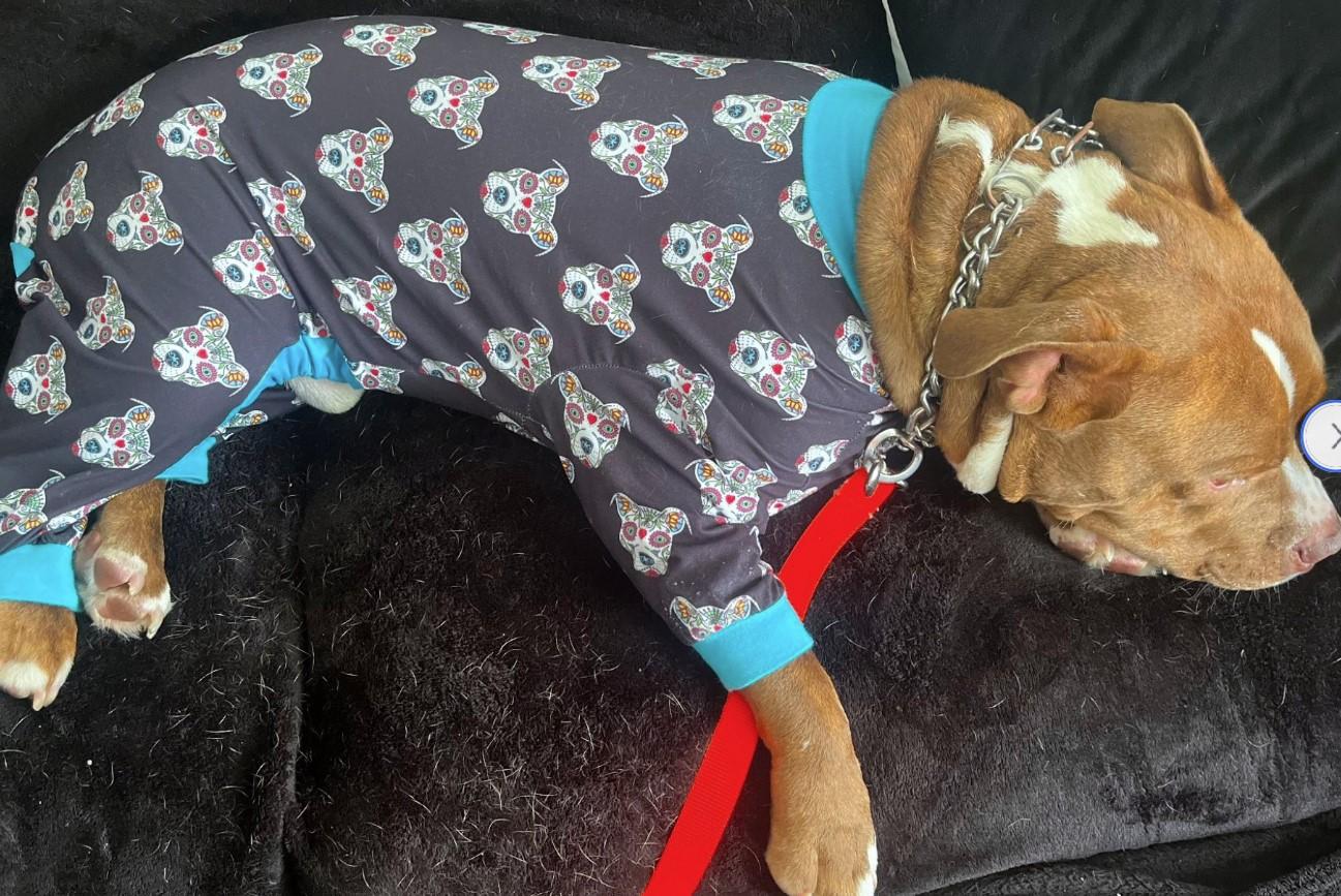 Enlarge Damu the 8 yr old, couch potato looking for retirement home, a Adopted Pit Bull Terrier in Tunkhannock, PA image 2/5