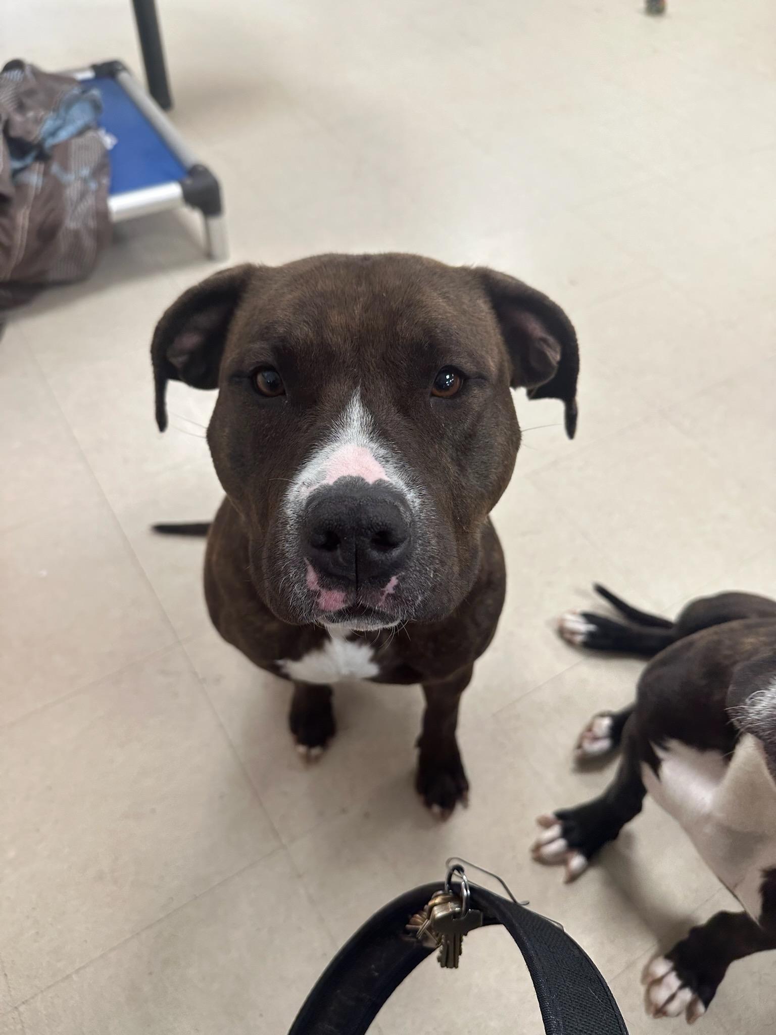 Enlarge Annie , an adopted Pit Bull Terrier in Clayton, NJ image 1/3