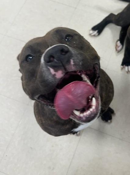 Enlarge Annie , an adopted Pit Bull Terrier in Clayton, NJ image 3/3