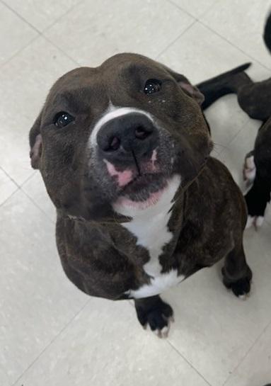 Enlarge Annie , an adopted Pit Bull Terrier in Clayton, NJ image 2/3