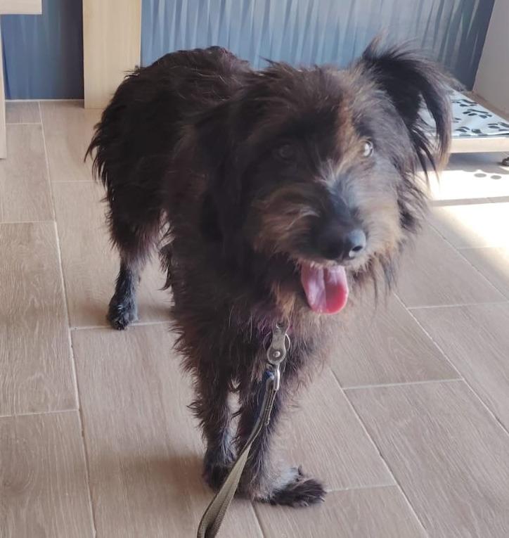 Lulu, Adoptable, Adult Female Terrier.