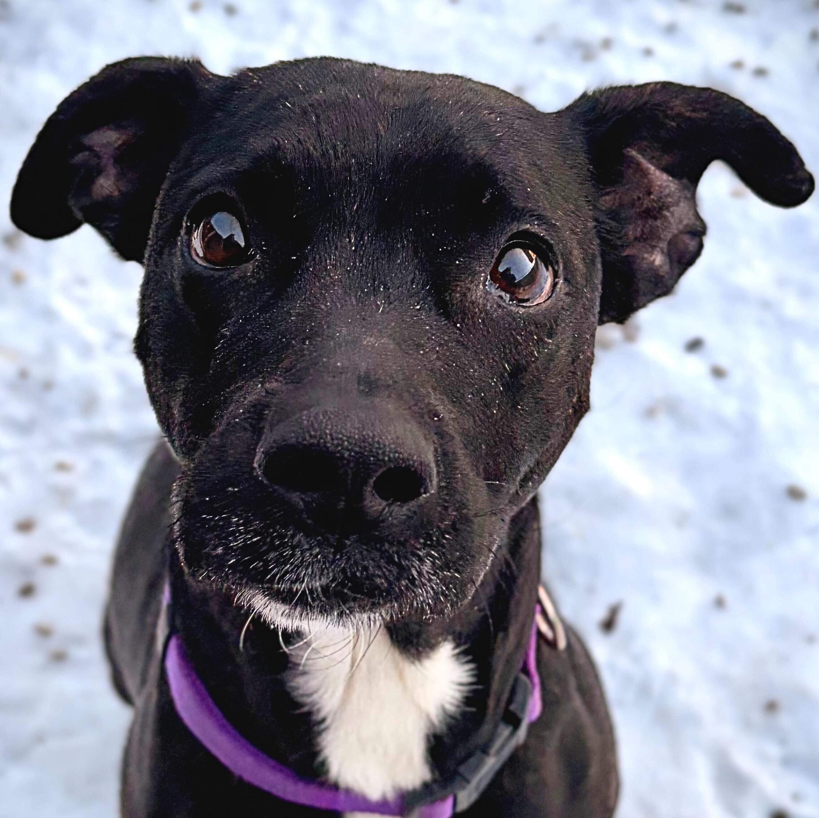 Enlarge Nellie - In Foster!, a Adoptable mixed breed in Jefferson, WI image 1/1