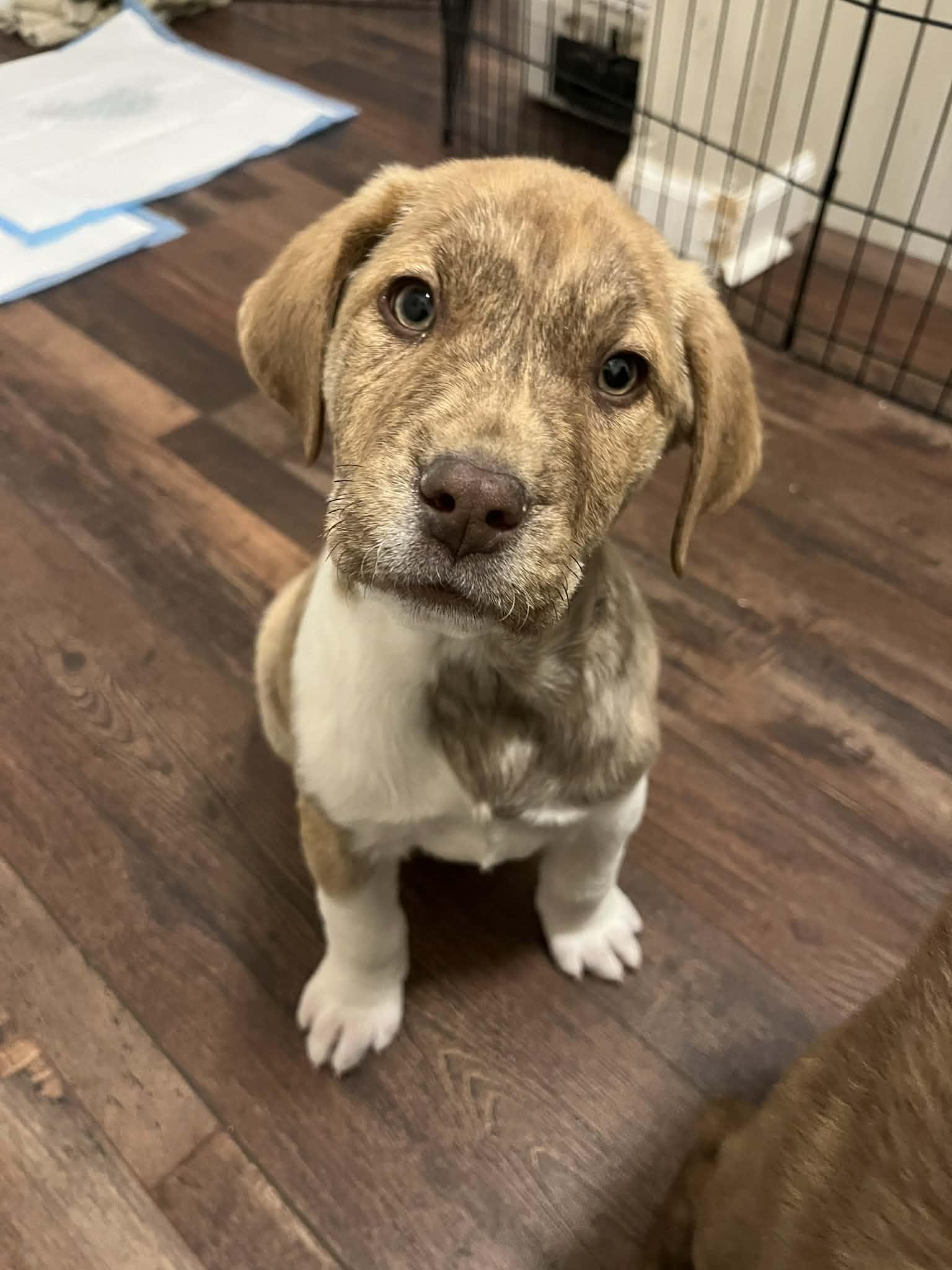 Scoop Dog, adopted, Puppy Male Mixed Breed.