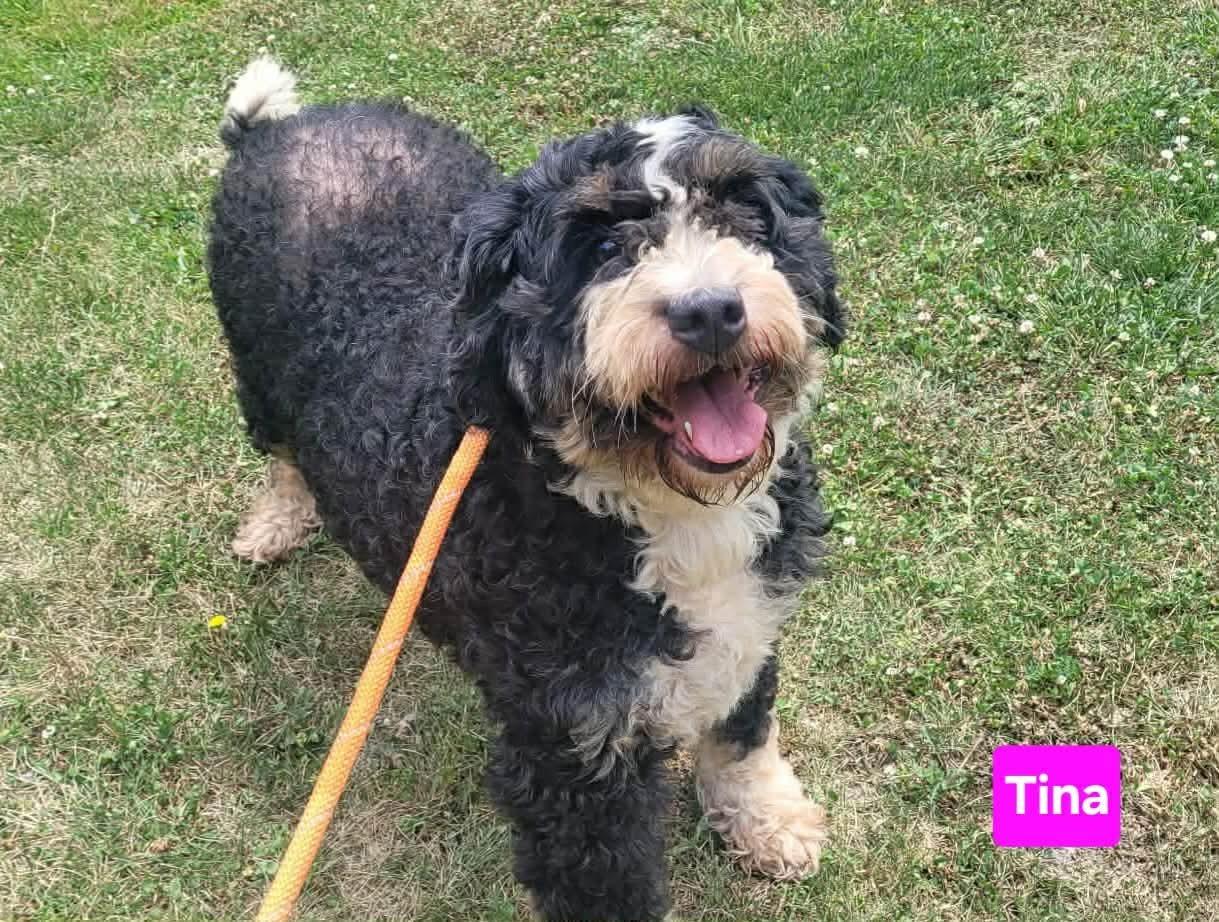 Tina, a ADOPTABLE Bernadoodle in St. Clairsville, OH image 2/2
