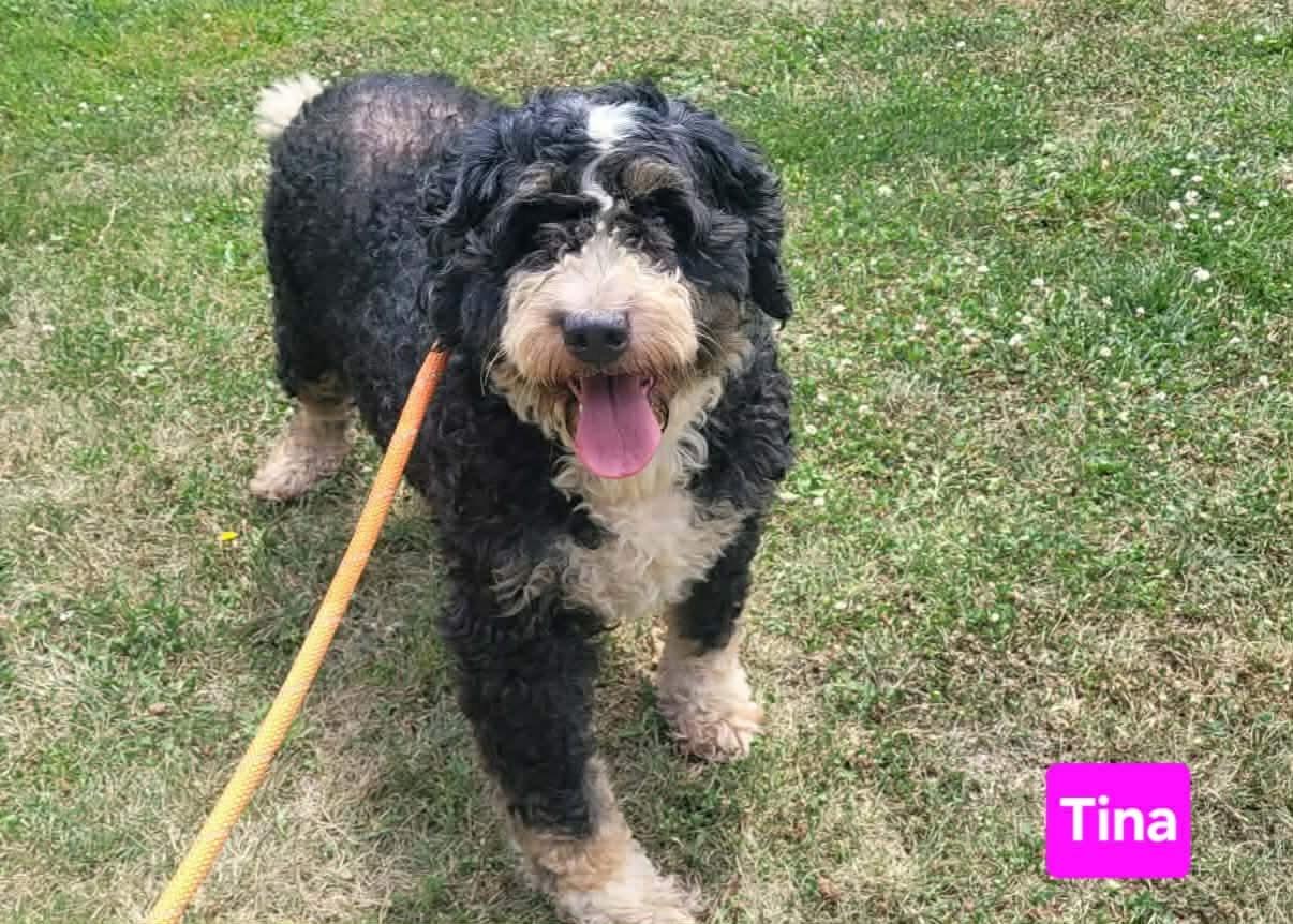 Tina, ADOPTABLE, Adult Female Bernadoodle.