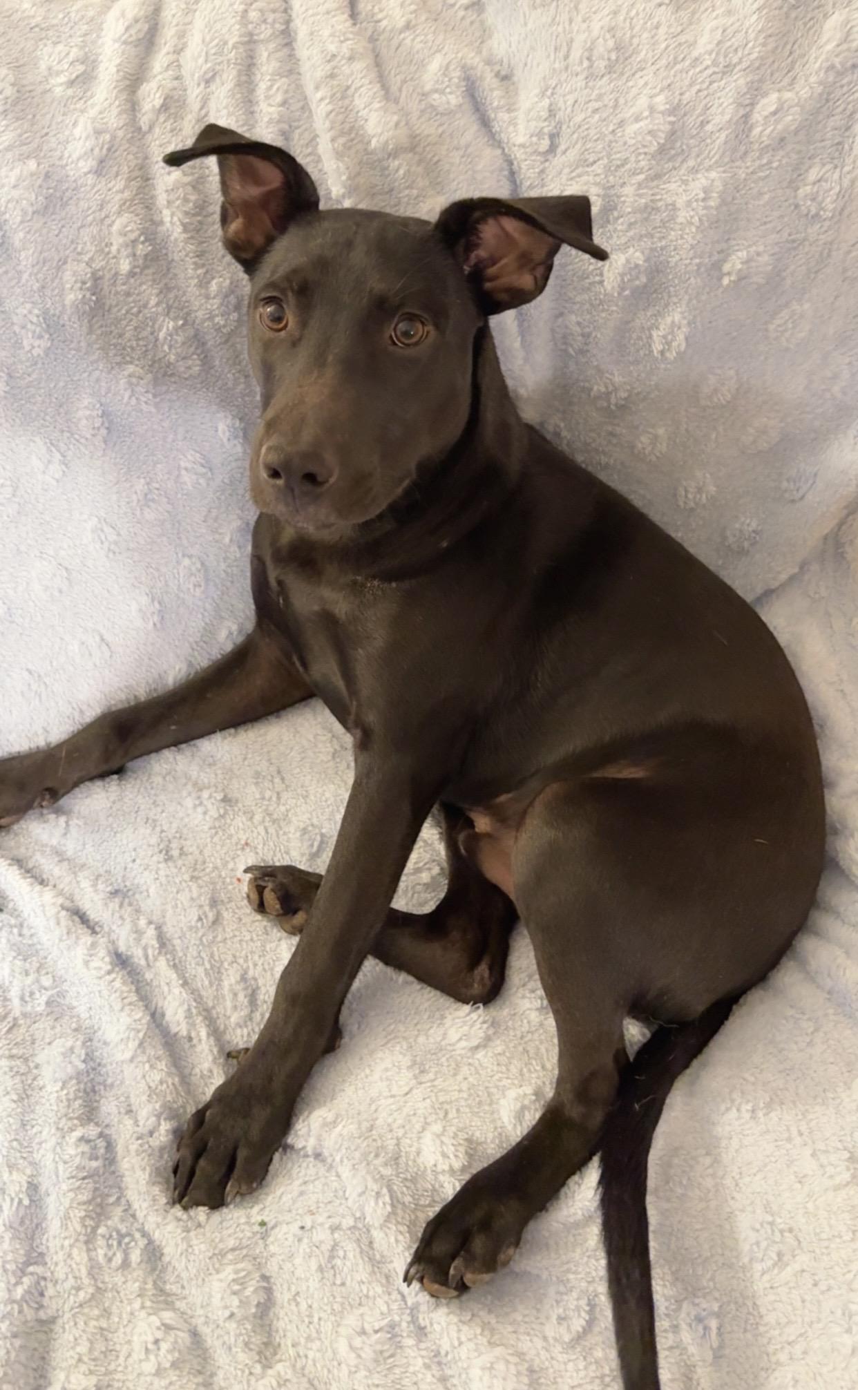 Enlarge Sam, a Adoptable mixed breed in Asher, OK image 2/3