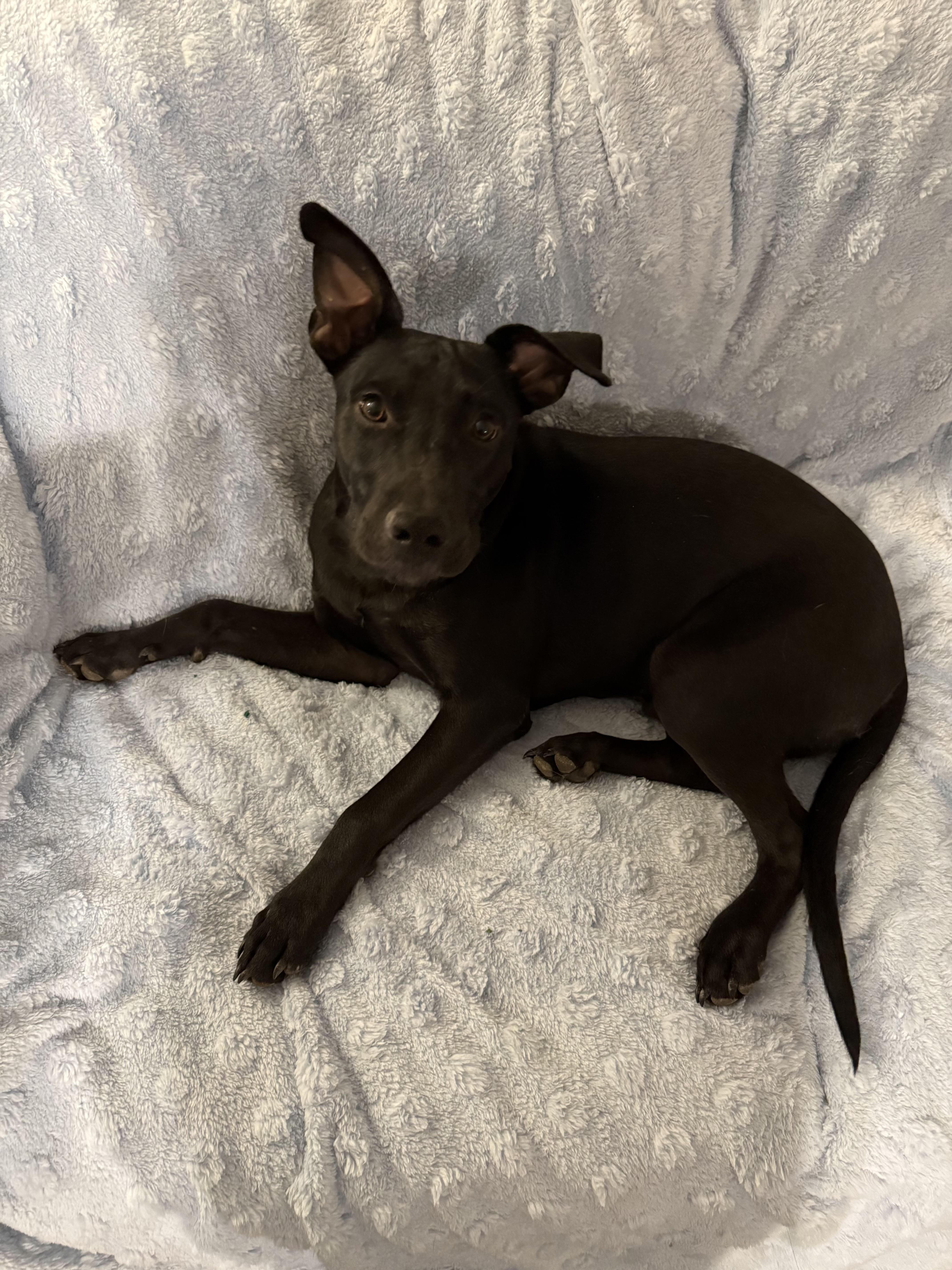 Enlarge Sam, a Adoptable mixed breed in Asher, OK image 3/3