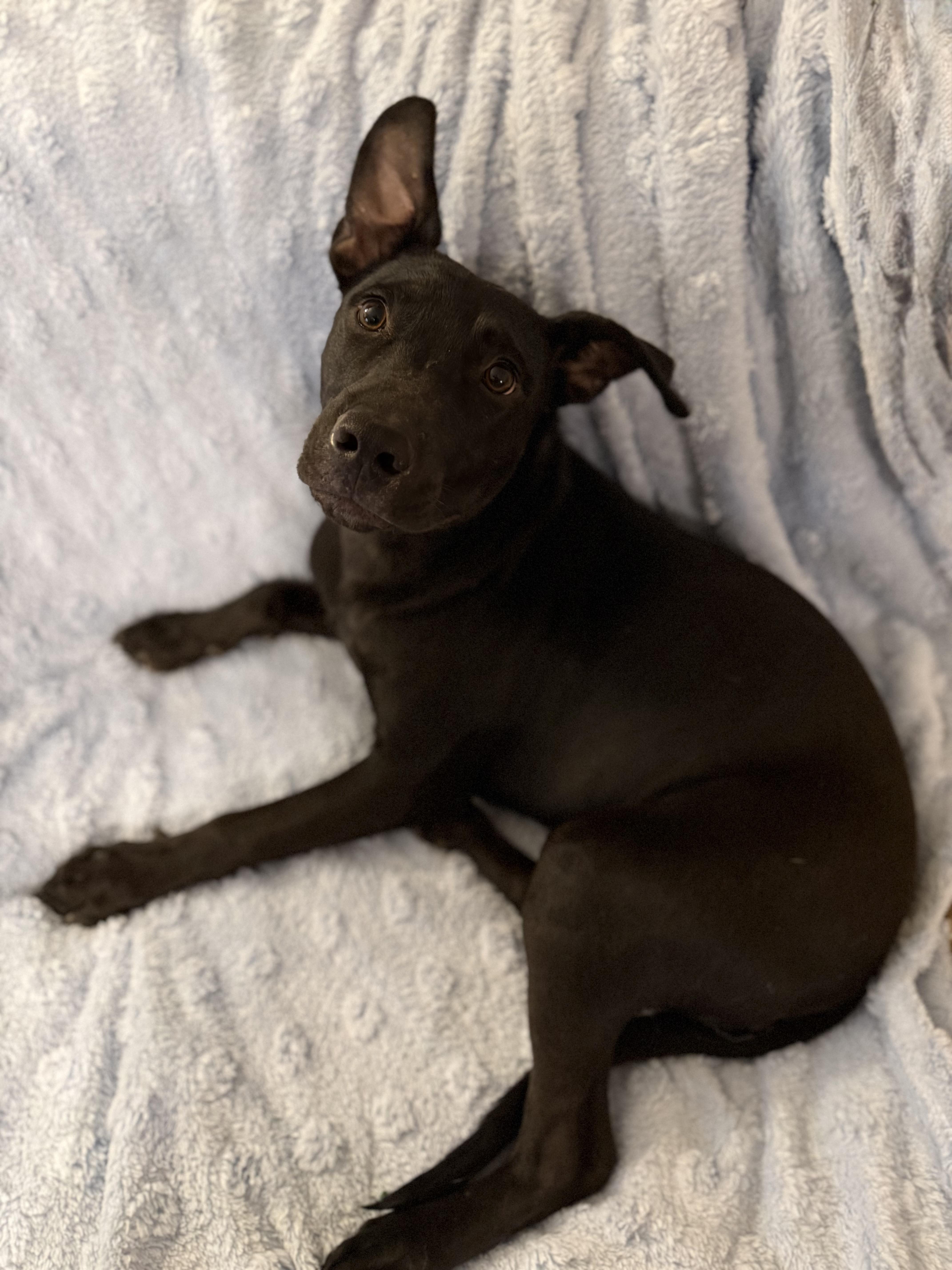 Enlarge Sam, a Adoptable mixed breed in Asher, OK image 1/3