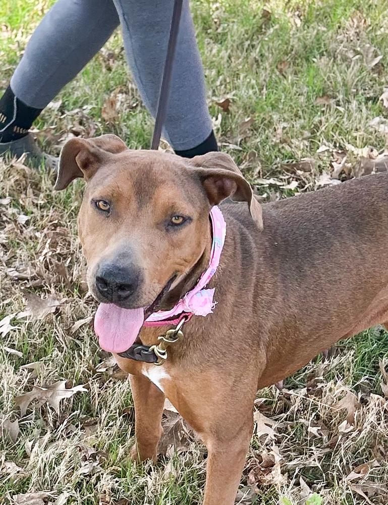 Mimi, Adoptable, Young Female Hound.