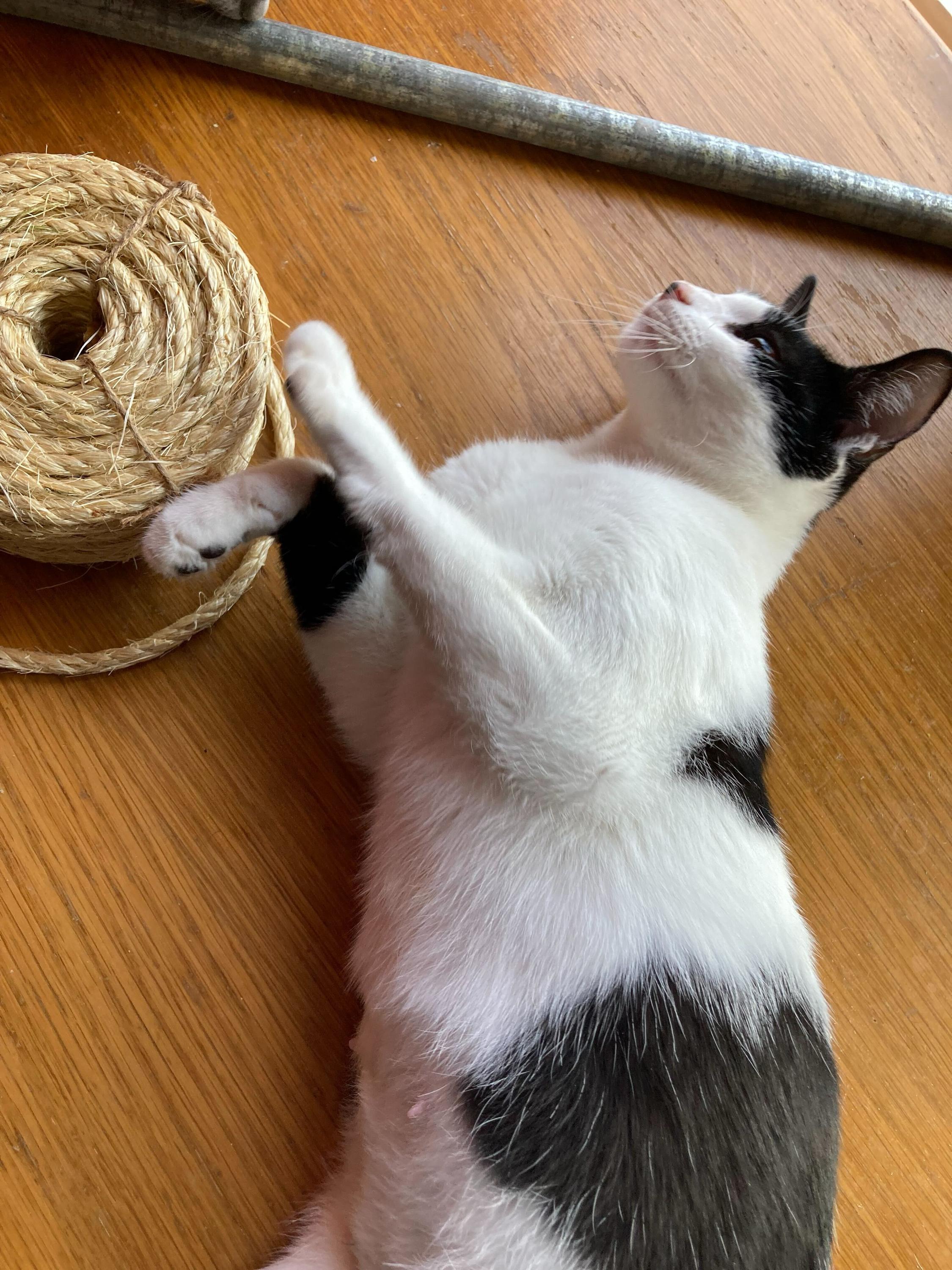 Mrs. White, Adoptable, Adult Female Domestic Short Hair.