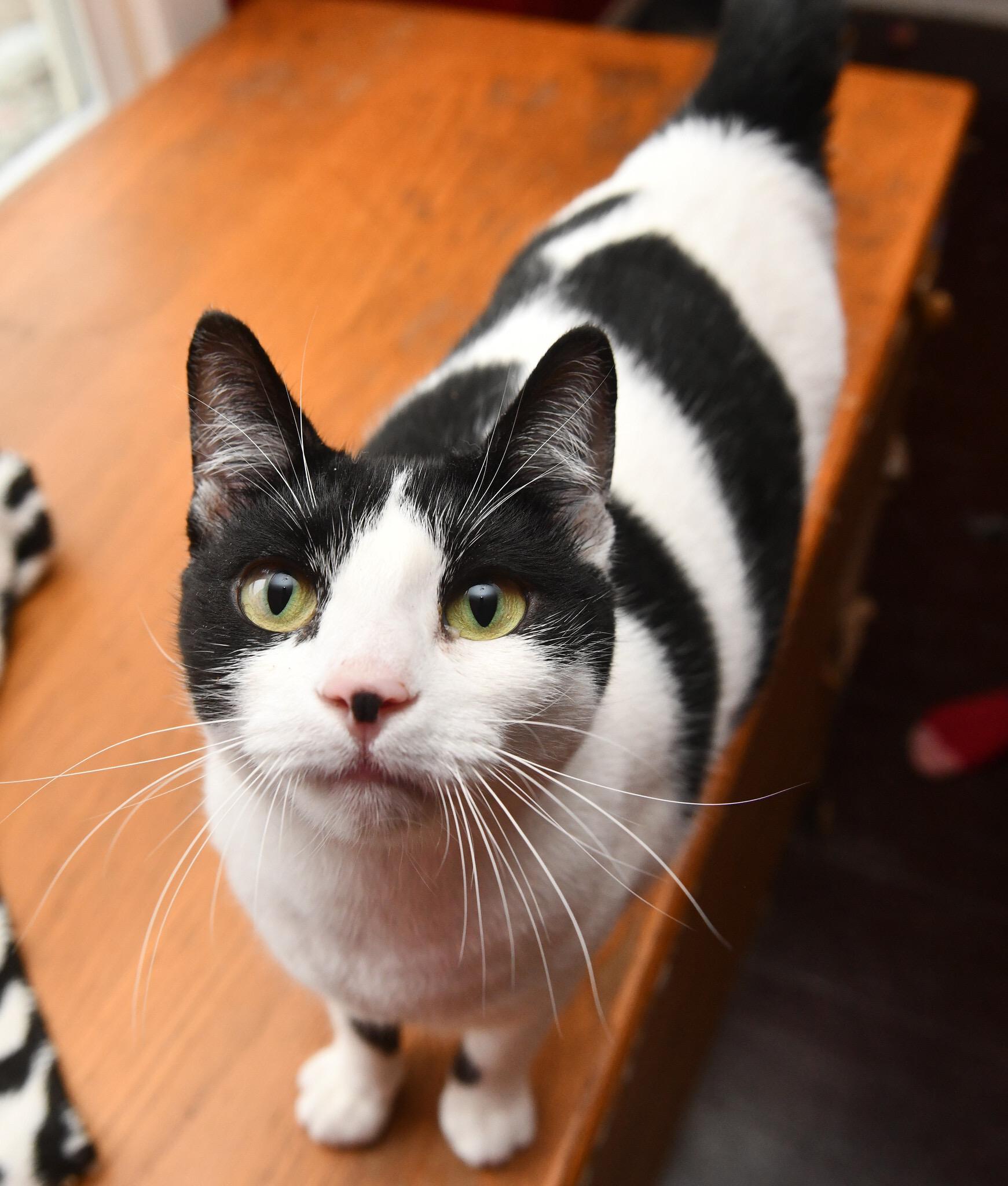 Mrs. White, adoptable, Adult Female Domestic Short Hair.