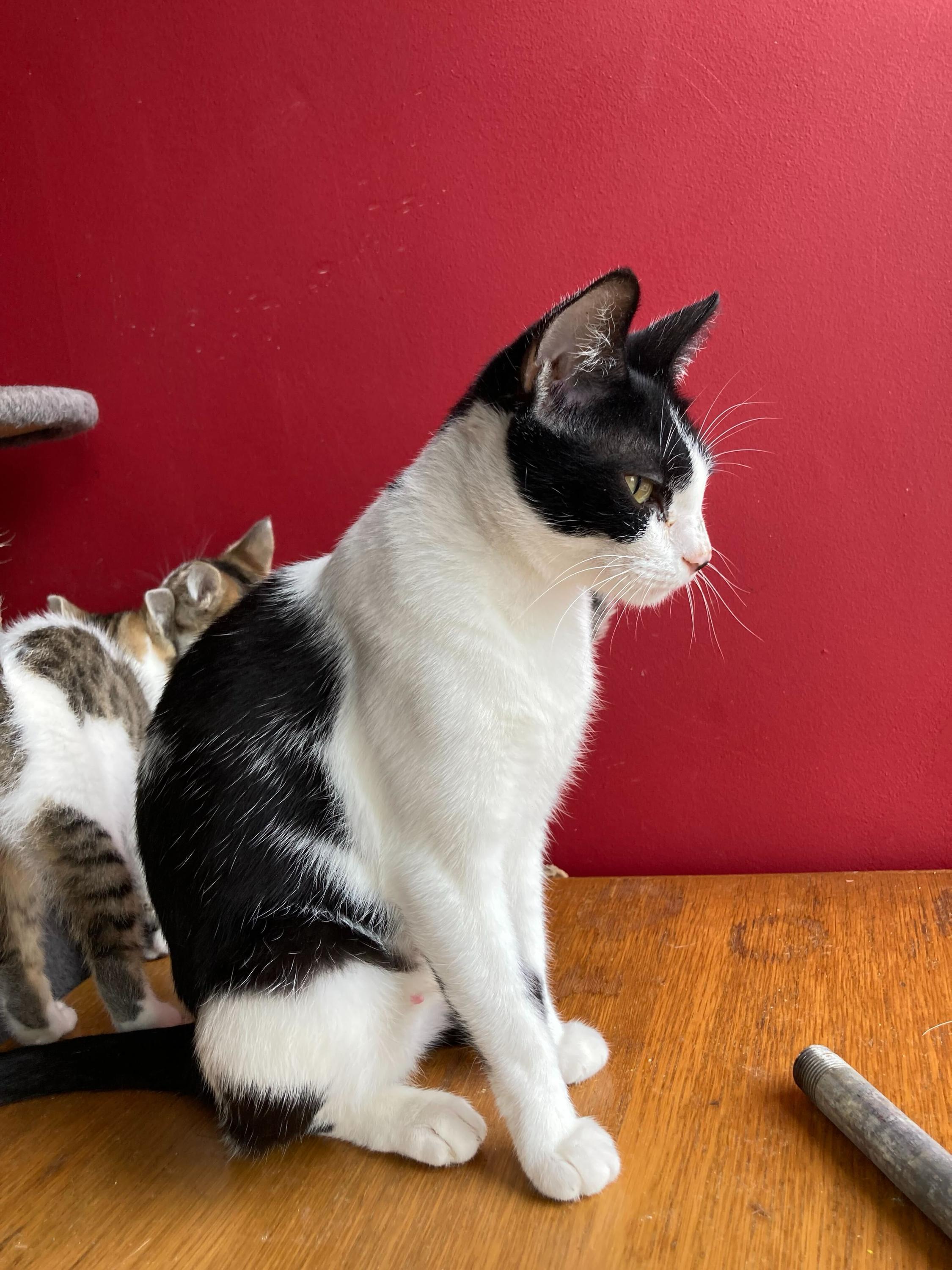 Mrs. White, adoptable, Adult Female Domestic Short Hair.