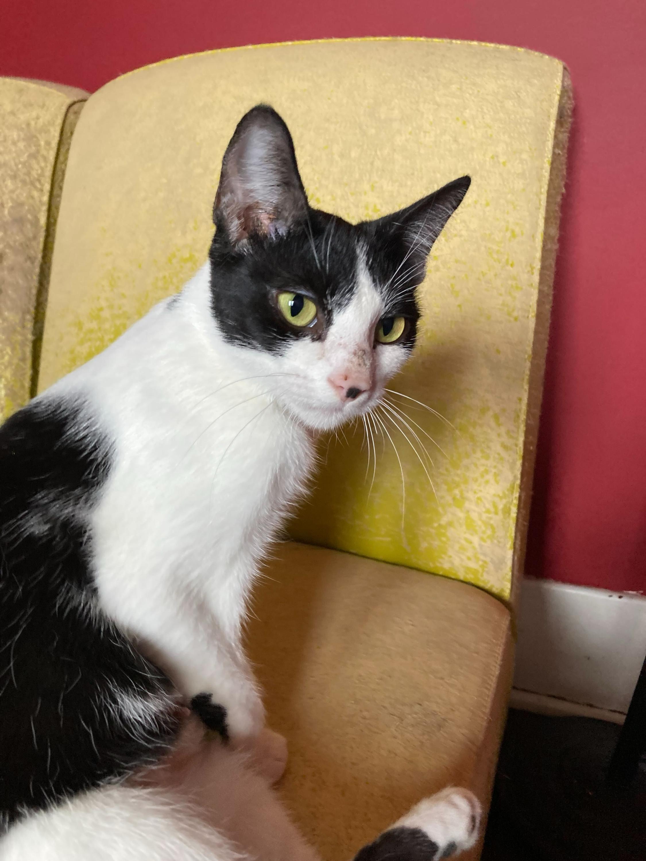 Mrs. White, a Adoptable Domestic Short Hair in Seattle, WA image 4/5