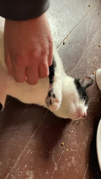 Enlarge Mrs. White, a Adoptable Domestic Short Hair in Seattle, WA video 5/5