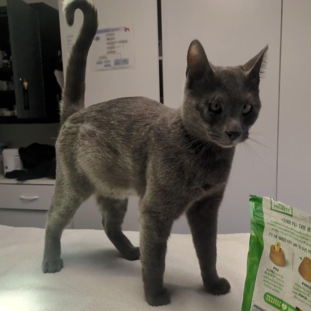 Sam, Adoptable, Young Male Domestic Short Hair.