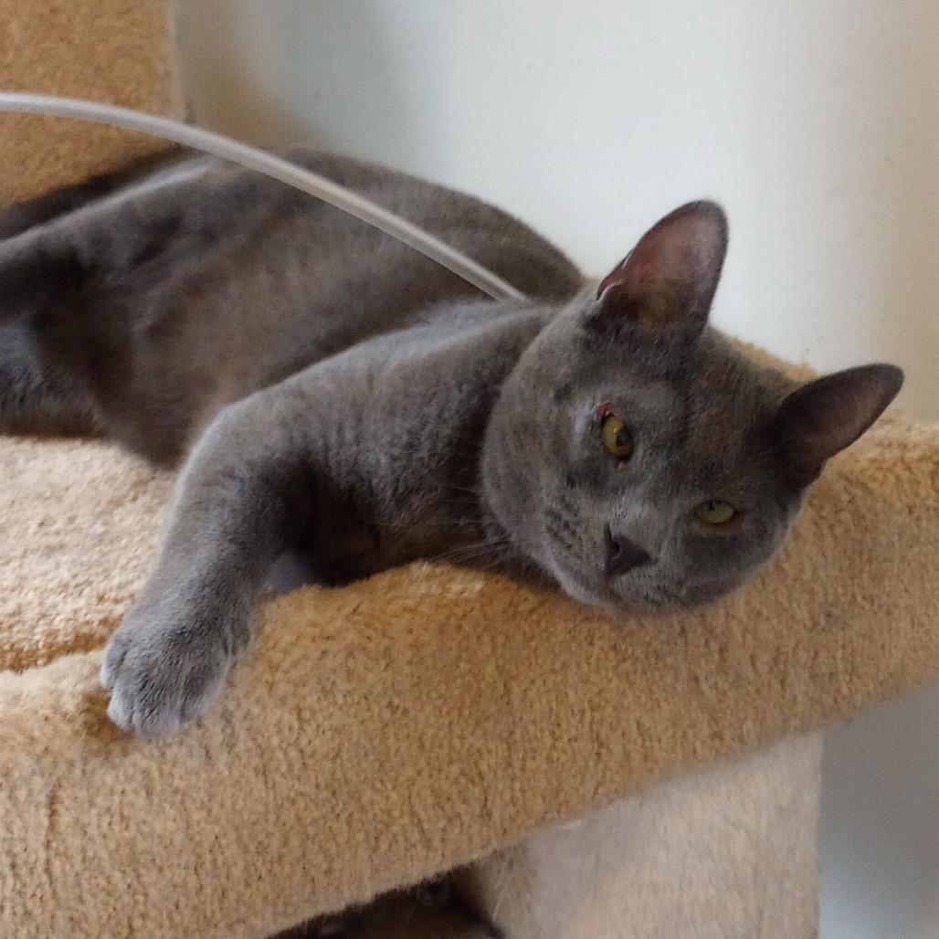 Enlarge Sam, a Adoptable Domestic Short Hair in Santa Rosa, CA image 2/6