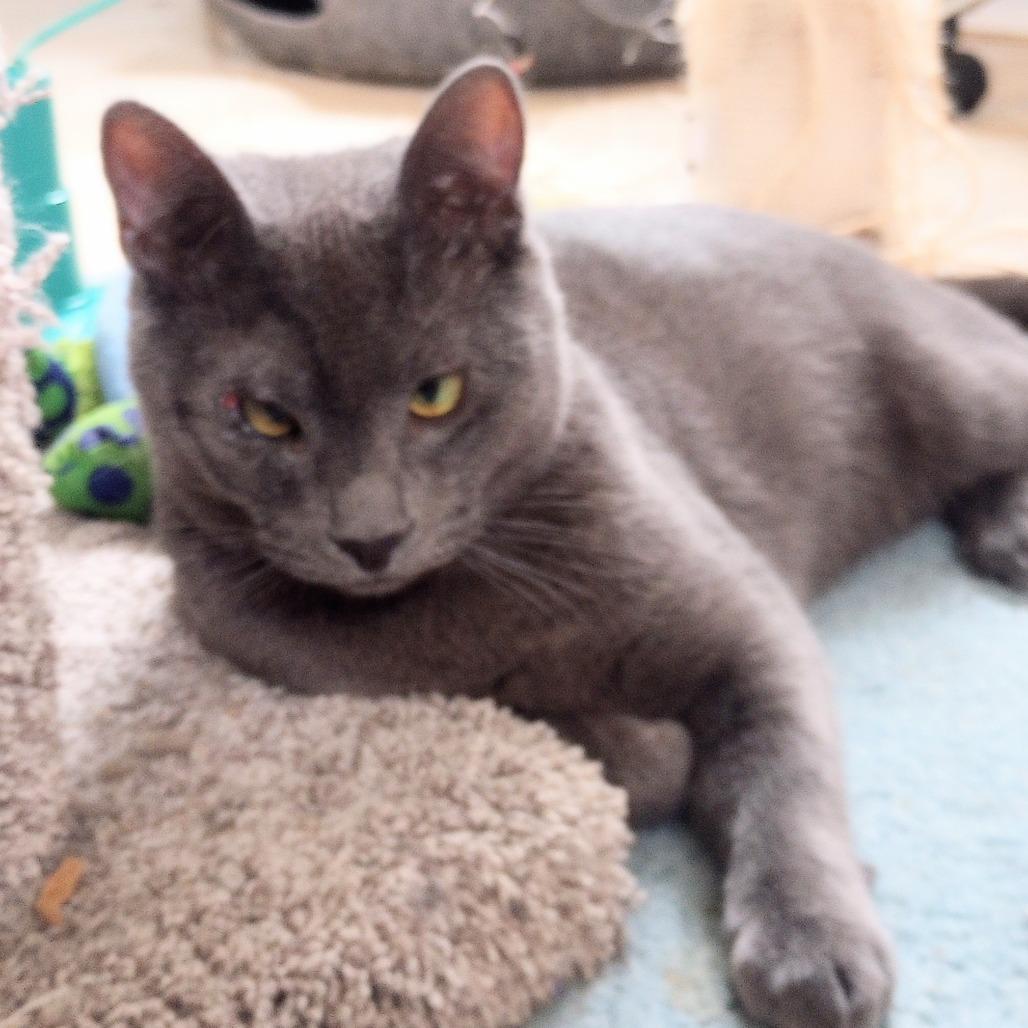 Enlarge Sam, a Adoptable Domestic Short Hair in Santa Rosa, CA image 3/6