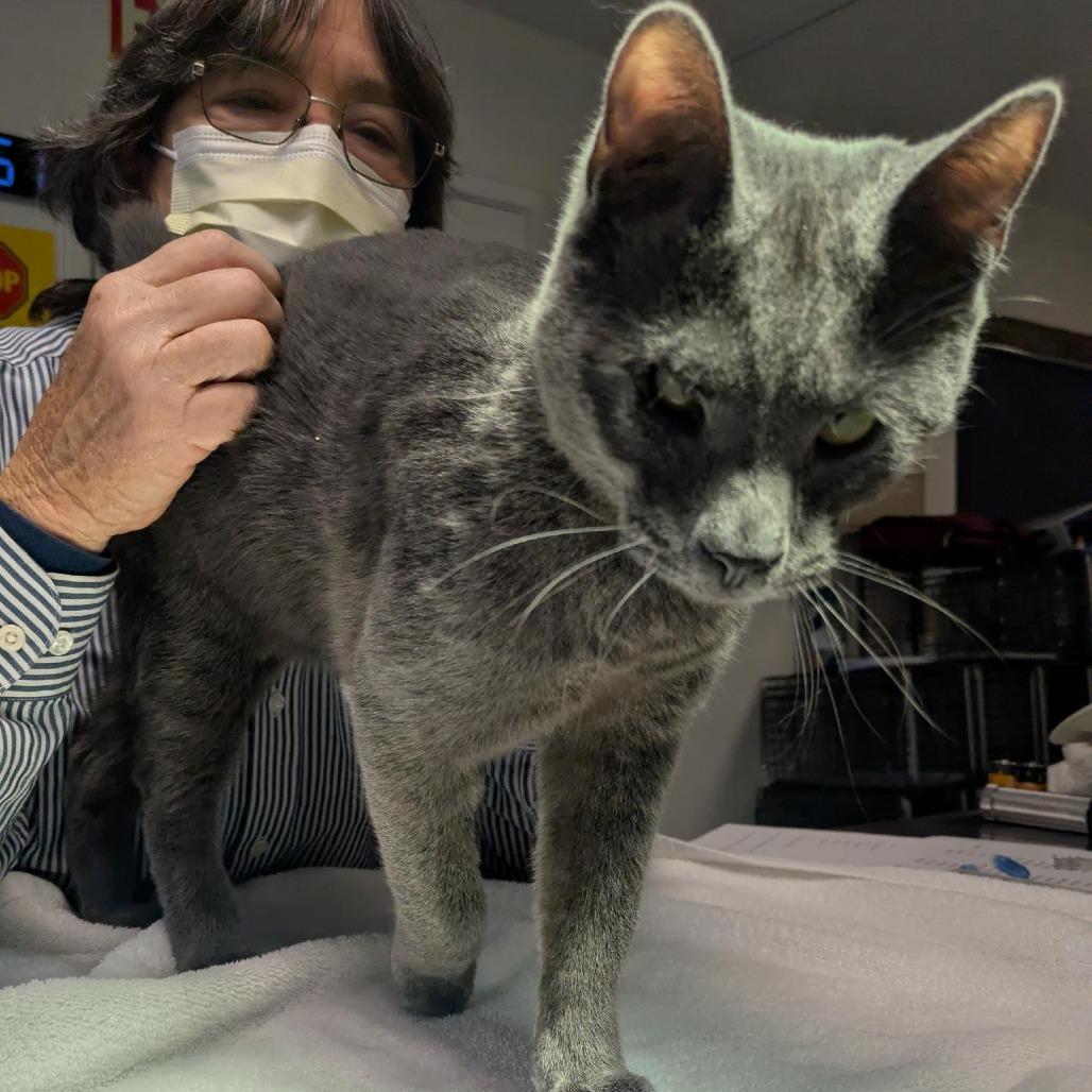 Enlarge Sam, a Adoptable Domestic Short Hair in Santa Rosa, CA image 4/6