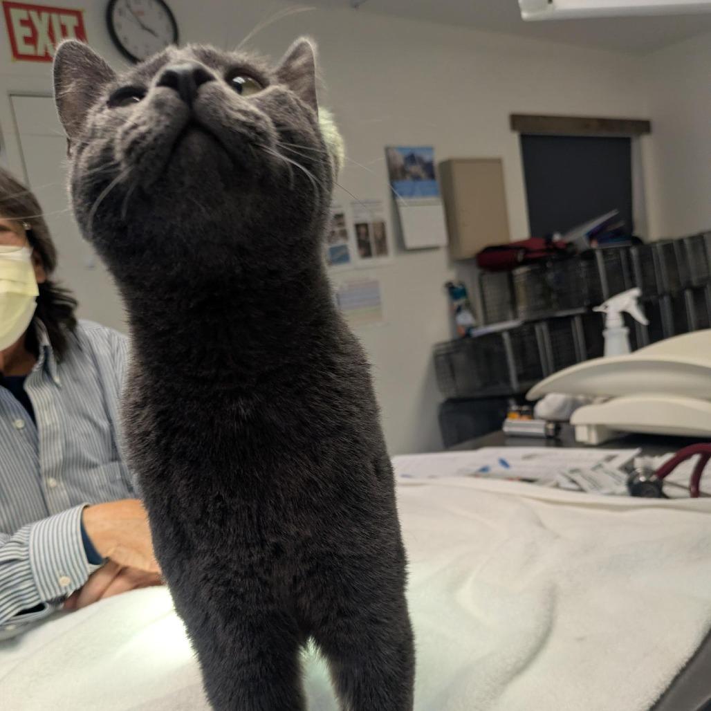 Enlarge Sam, a Adoptable Domestic Short Hair in Santa Rosa, CA image 5/6