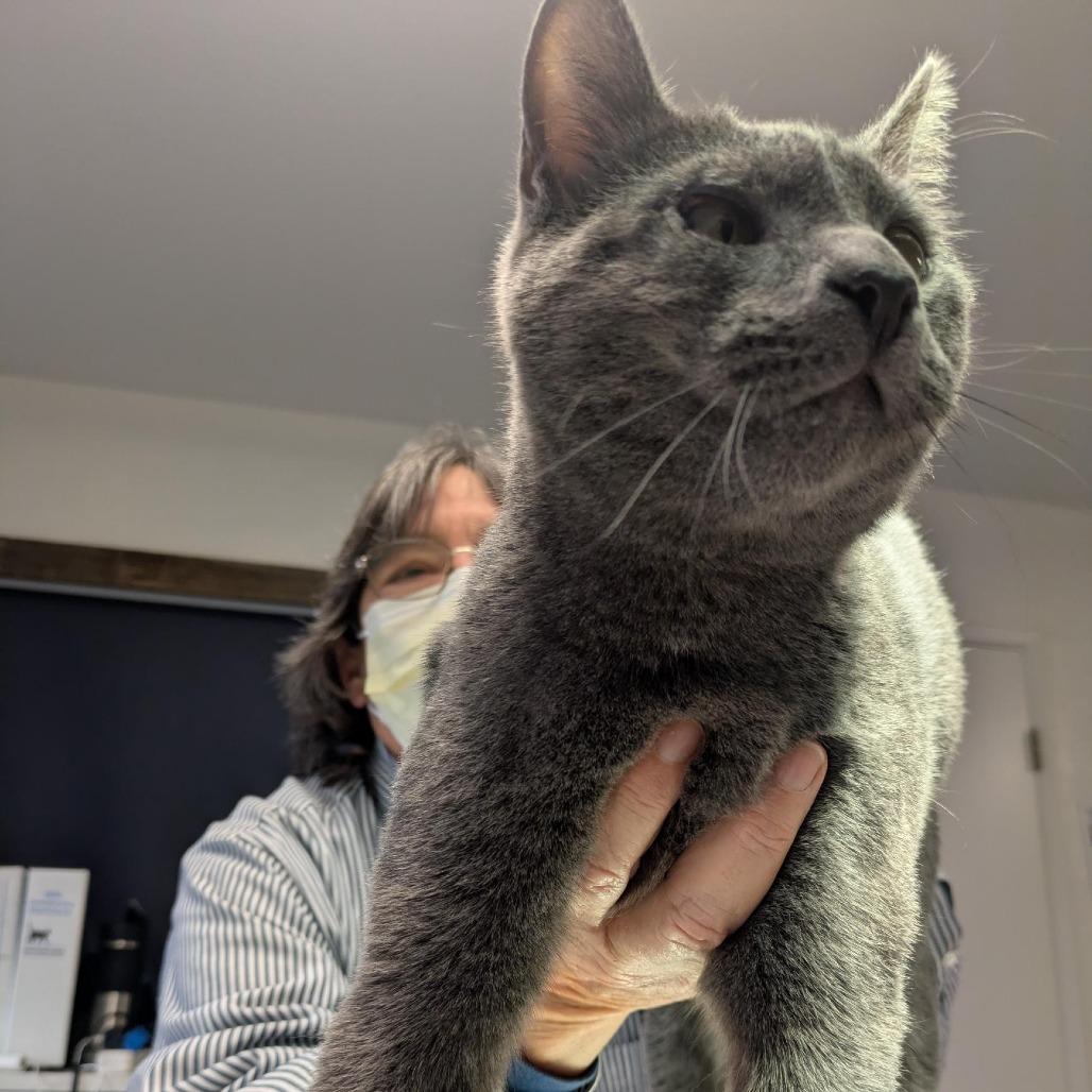 Enlarge Sam, a Adoptable Domestic Short Hair in Santa Rosa, CA image 6/6