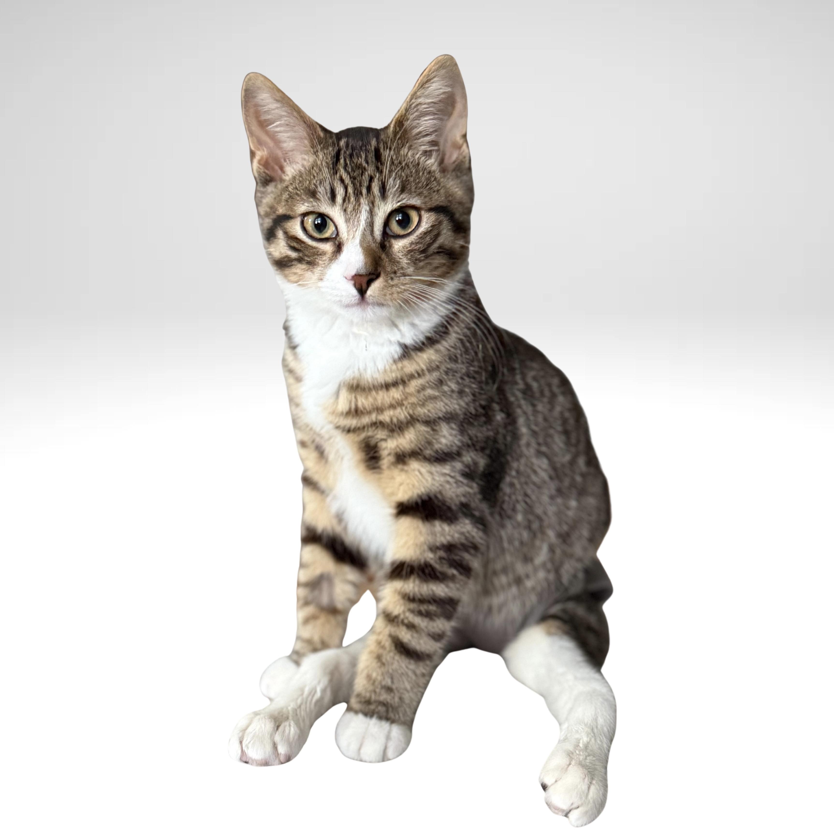 Enlarge Baguette | Paralyzed? No problem!!, an adopted Domestic Short Hair in West Haven, CT image 1/2