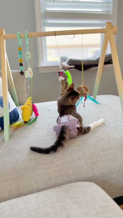 Enlarge Baguette | Paralyzed? No problem!!, an adopted Domestic Short Hair in West Haven, CT video 2/2