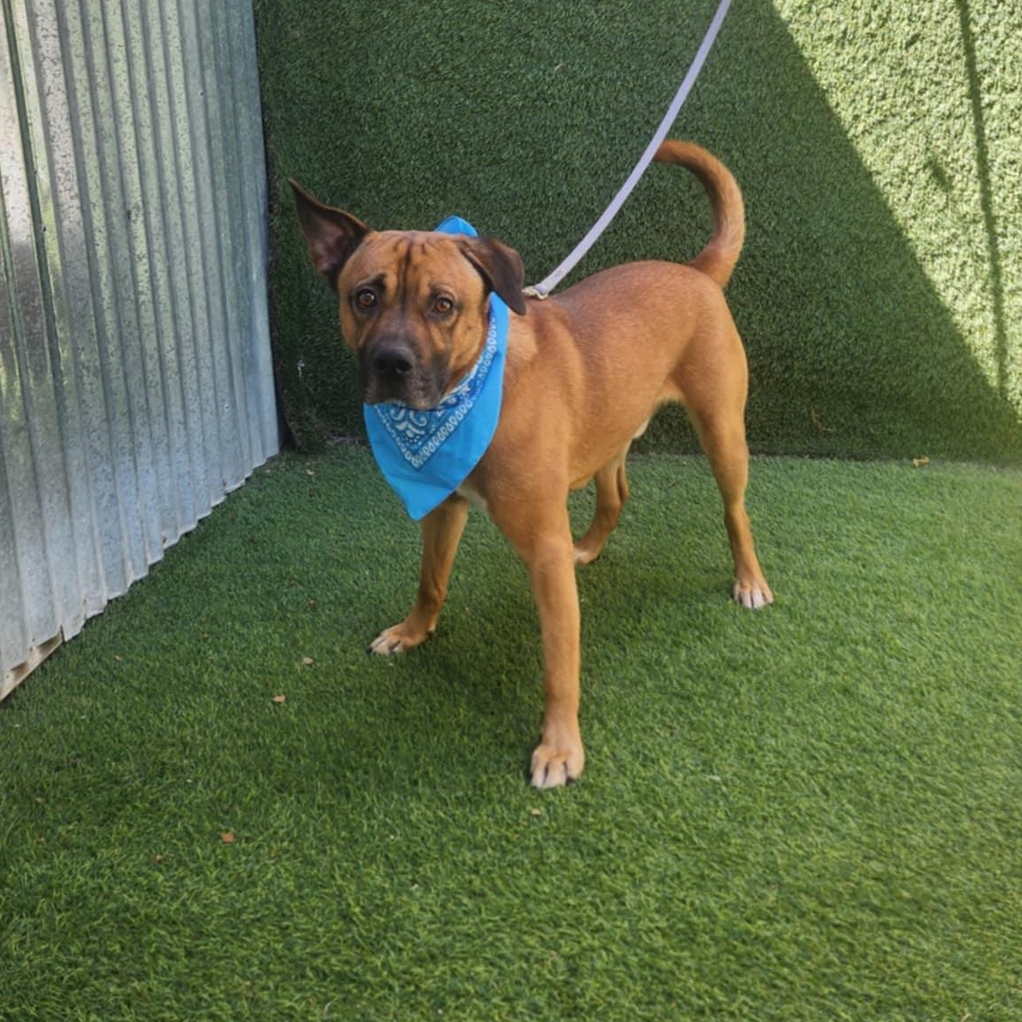 Grover — thumbnail 5