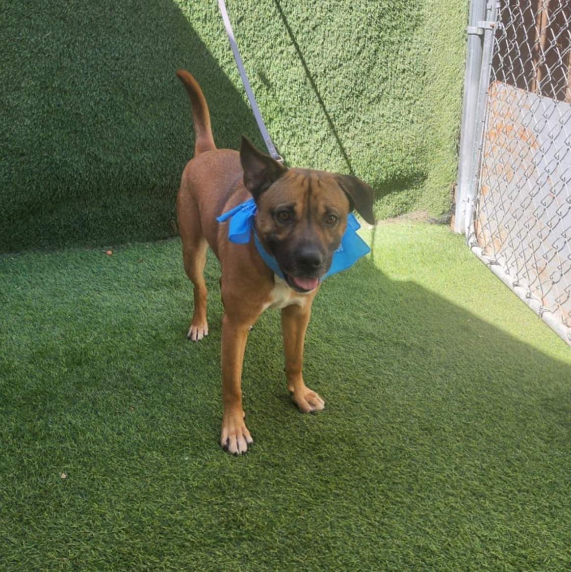 Grover — thumbnail 6