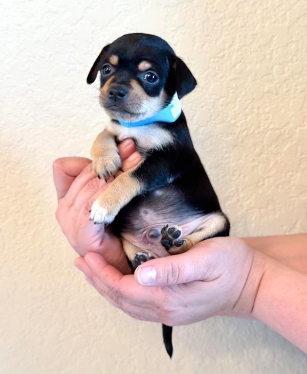 Tiny Tim, a ADOPTABLE Chihuahua in Southport, CT image 2/6