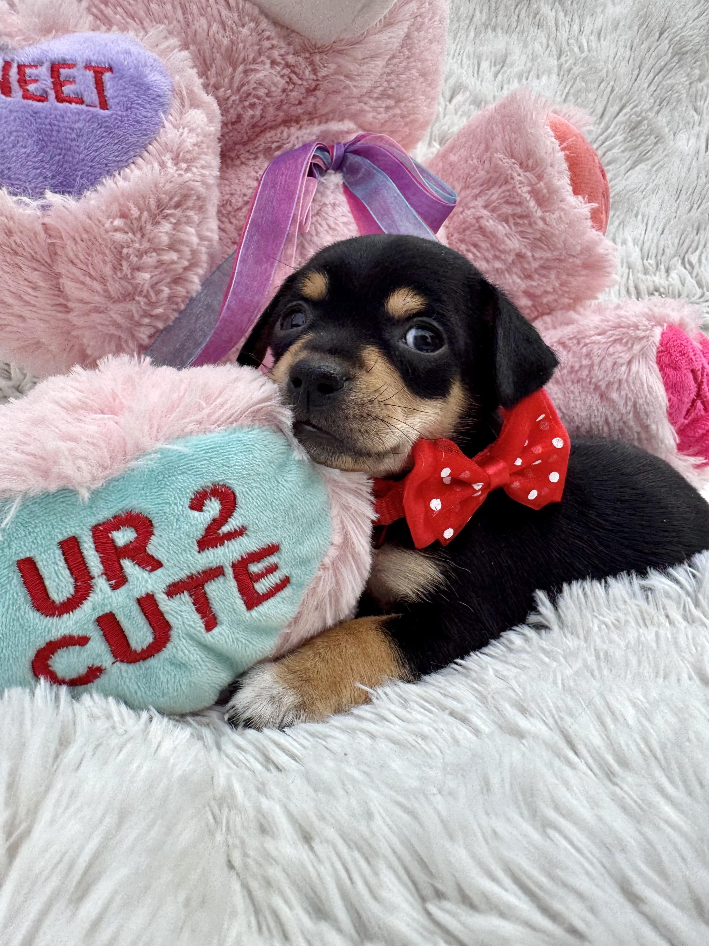 Tiny Tim, a ADOPTABLE Chihuahua in Southport, CT image 4/6