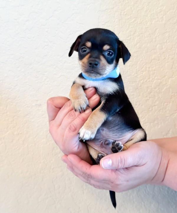Tiny Tim, ADOPTABLE, Puppy Male Chihuahua.