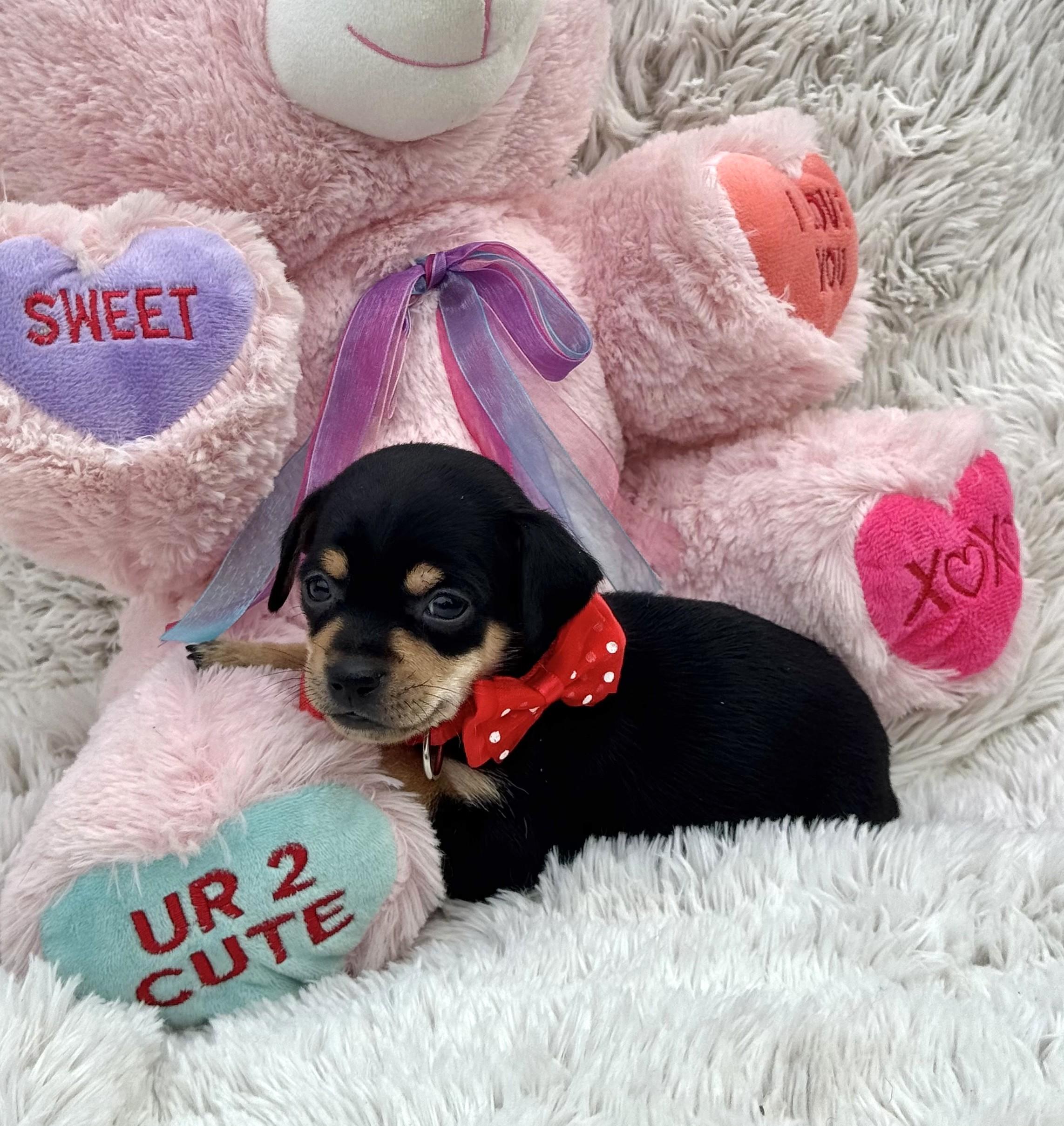 Tiny Tim, a ADOPTABLE Chihuahua in Southport, CT image 5/6