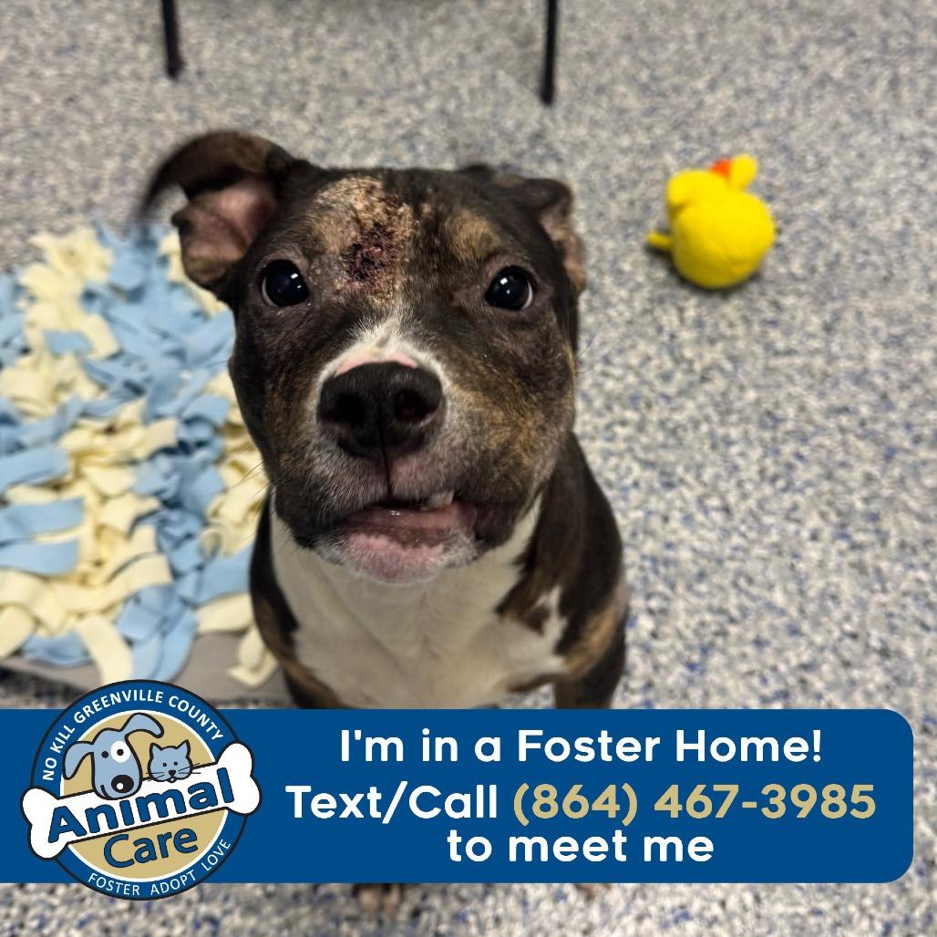 Gracie, Adoptable, Young Female American Staffordshire Terrier.