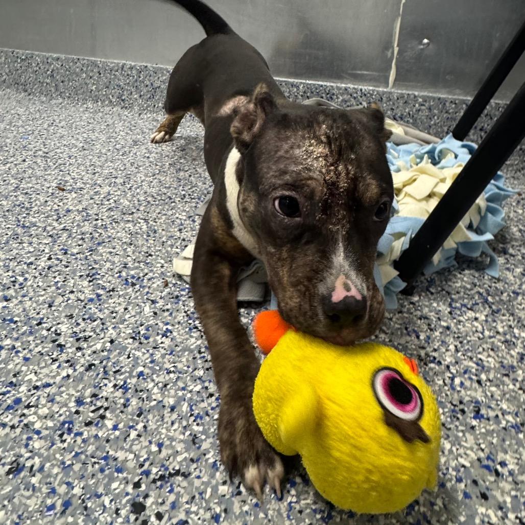 Enlarge Gracie, a Adoptable mixed breed in Greenville, SC image 2/6