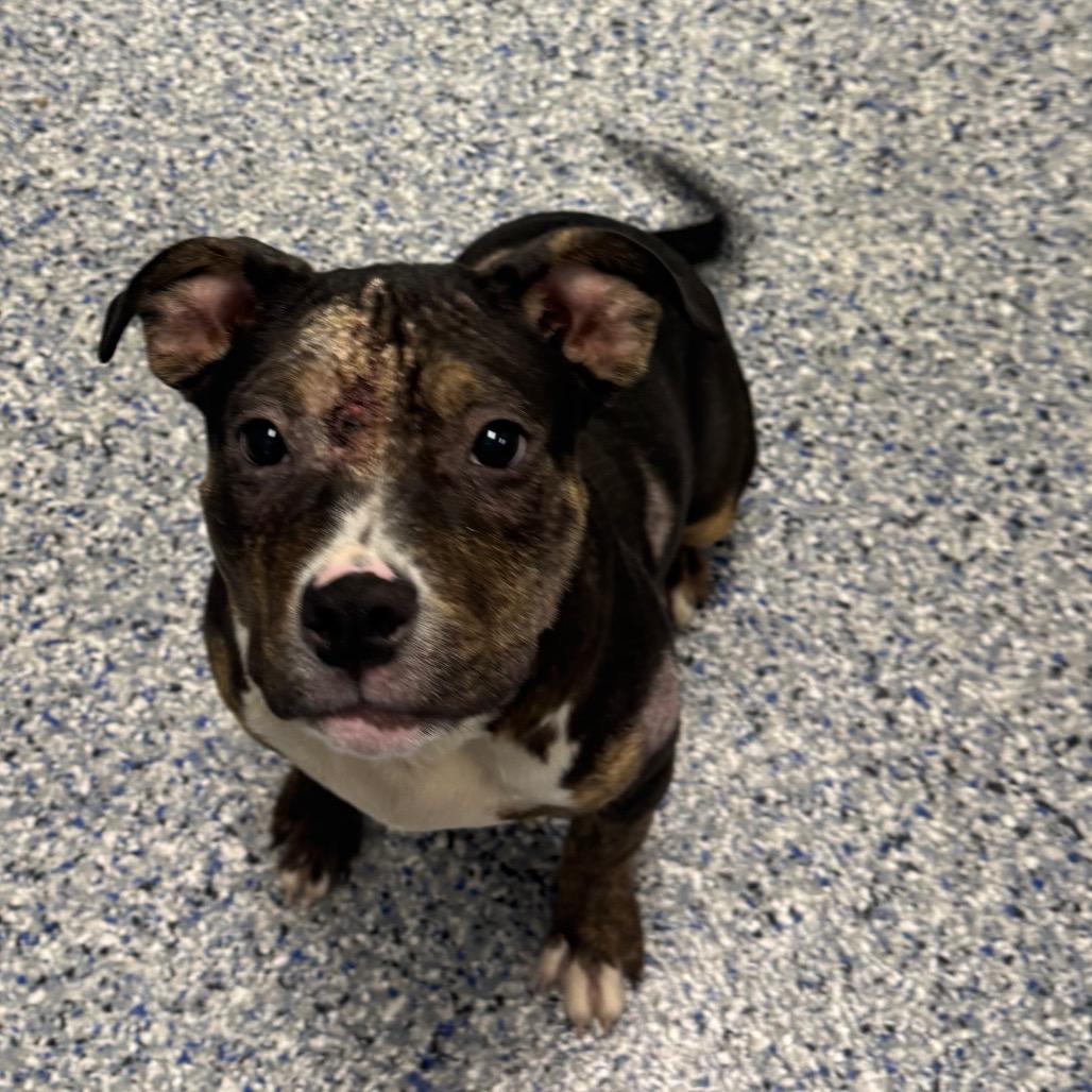 Enlarge Gracie, a Adoptable mixed breed in Greenville, SC image 3/6