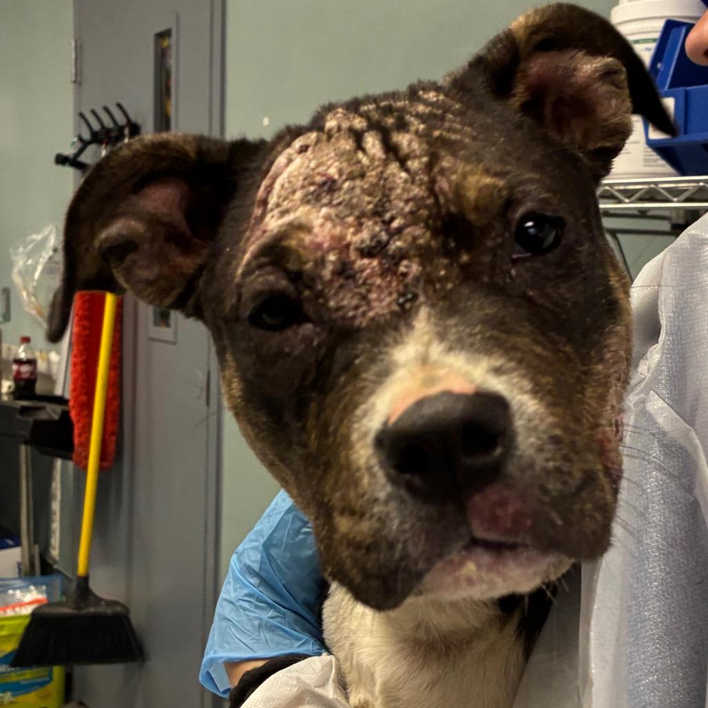 Enlarge Gracie, a Adoptable mixed breed in Greenville, SC image 4/6