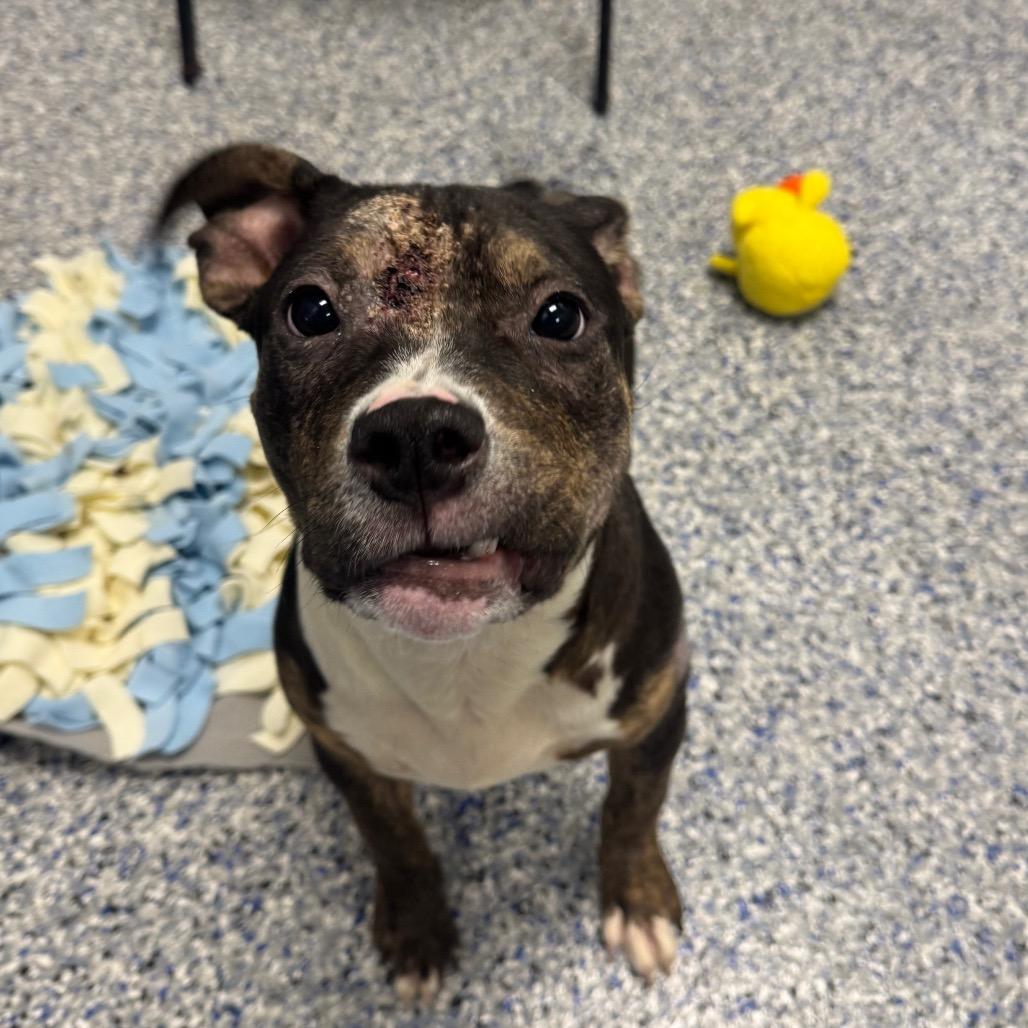 Enlarge Gracie, a Adoptable mixed breed in Greenville, SC image 5/6