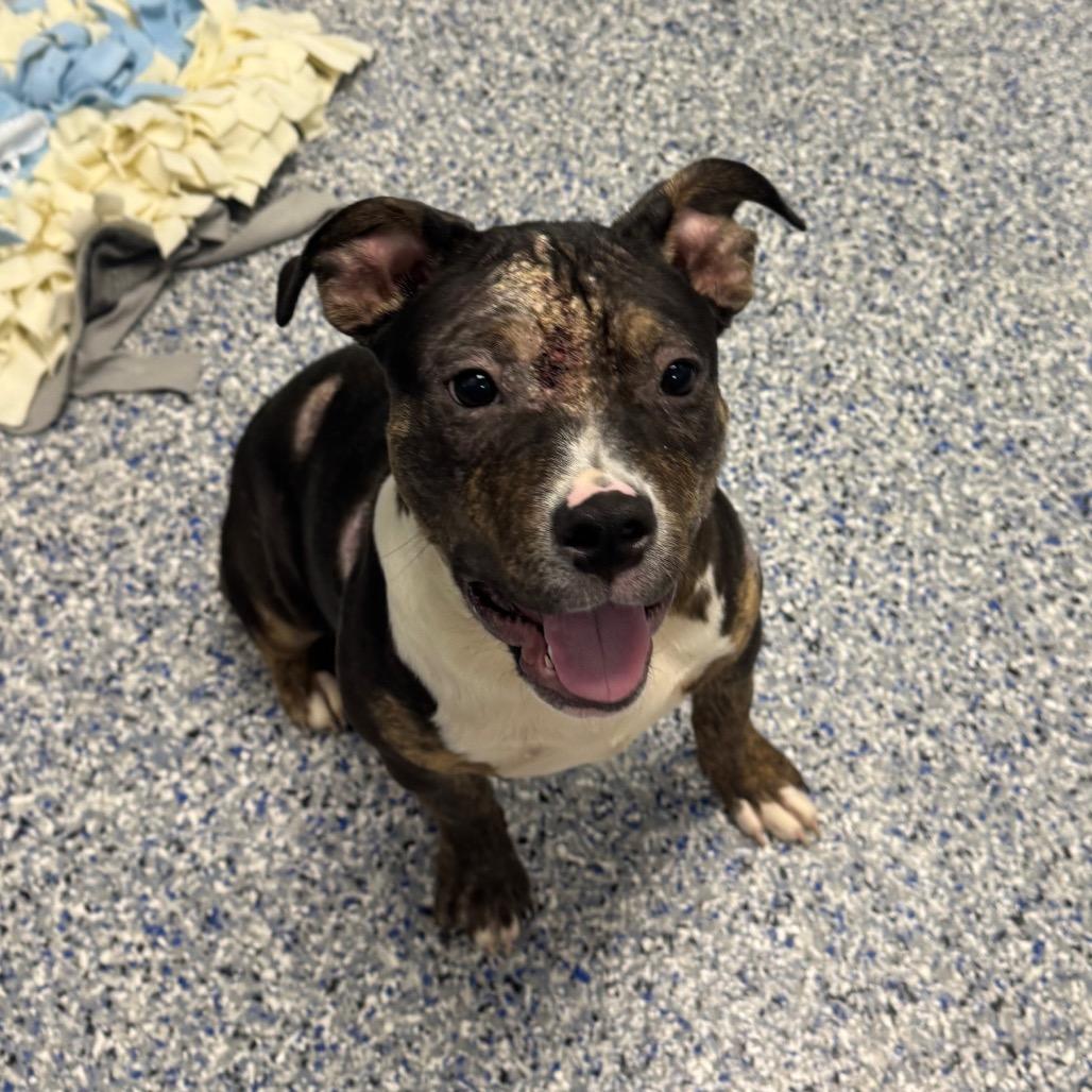 Enlarge Gracie, a Adoptable mixed breed in Greenville, SC image 6/6