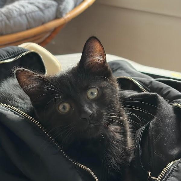 Nona, an adopted Domestic Short Hair in Montreal, QC image 2/5