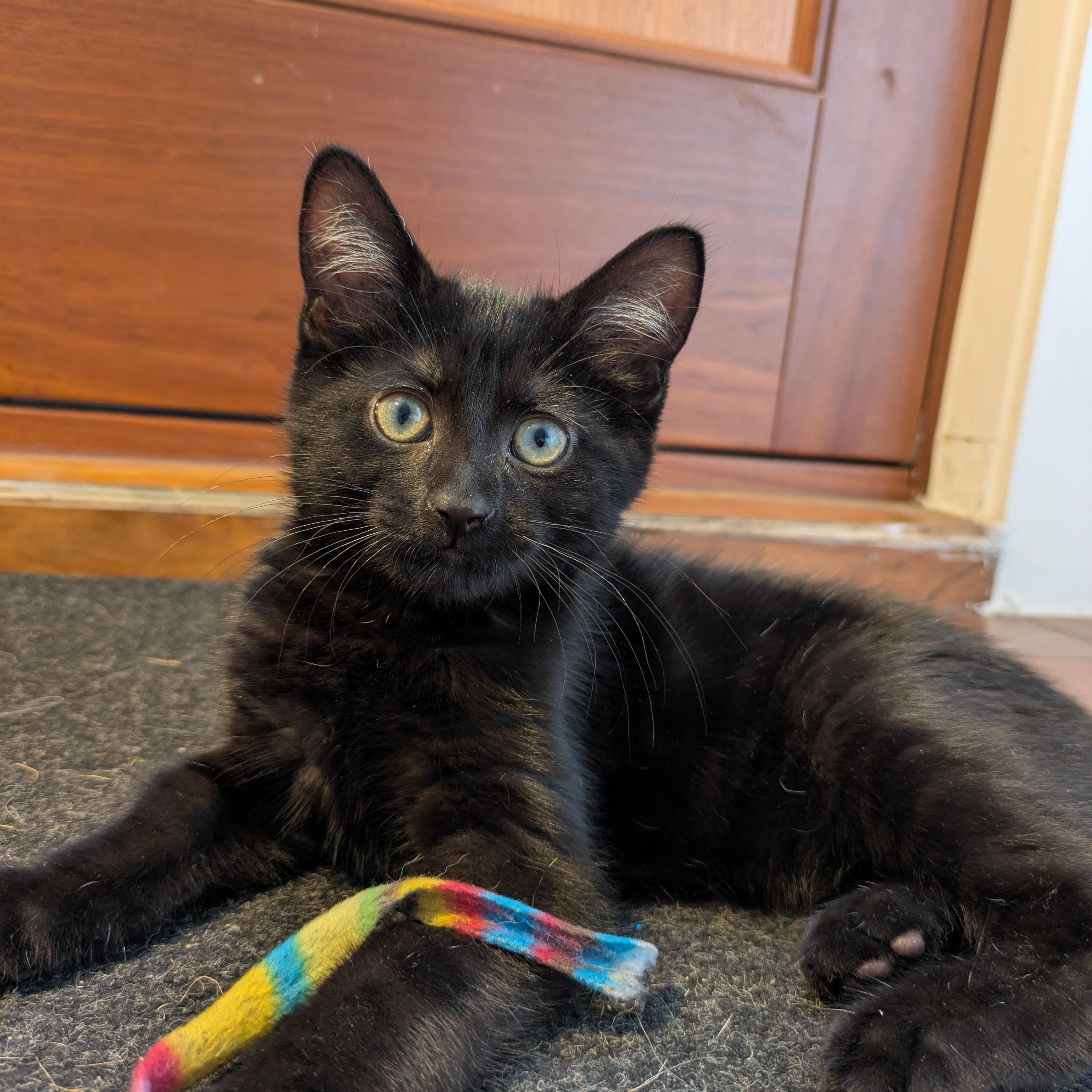Nona, an adopted Domestic Short Hair in Montreal, QC image 4/5