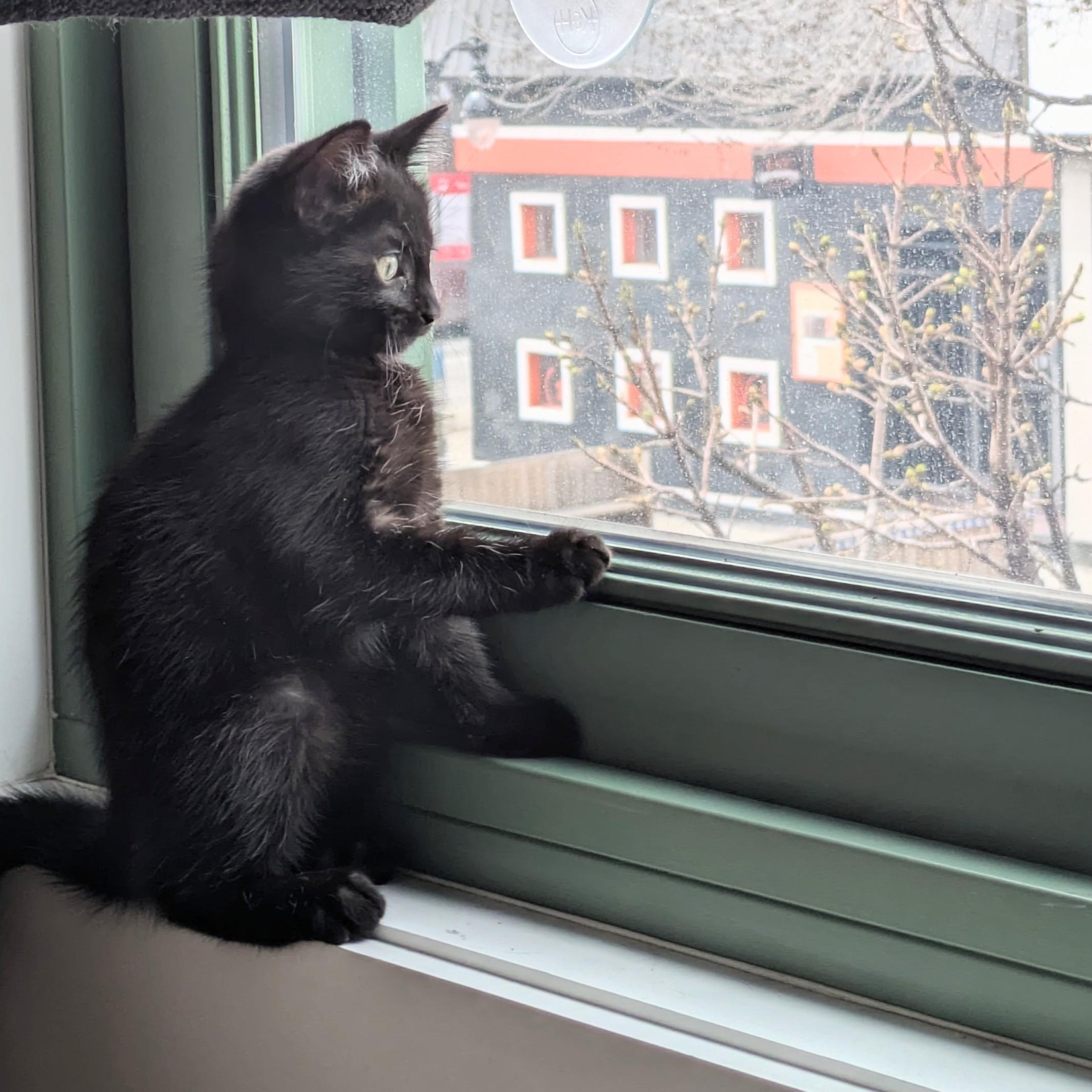 Nona, an adopted Domestic Short Hair in Montreal, QC image 3/5
