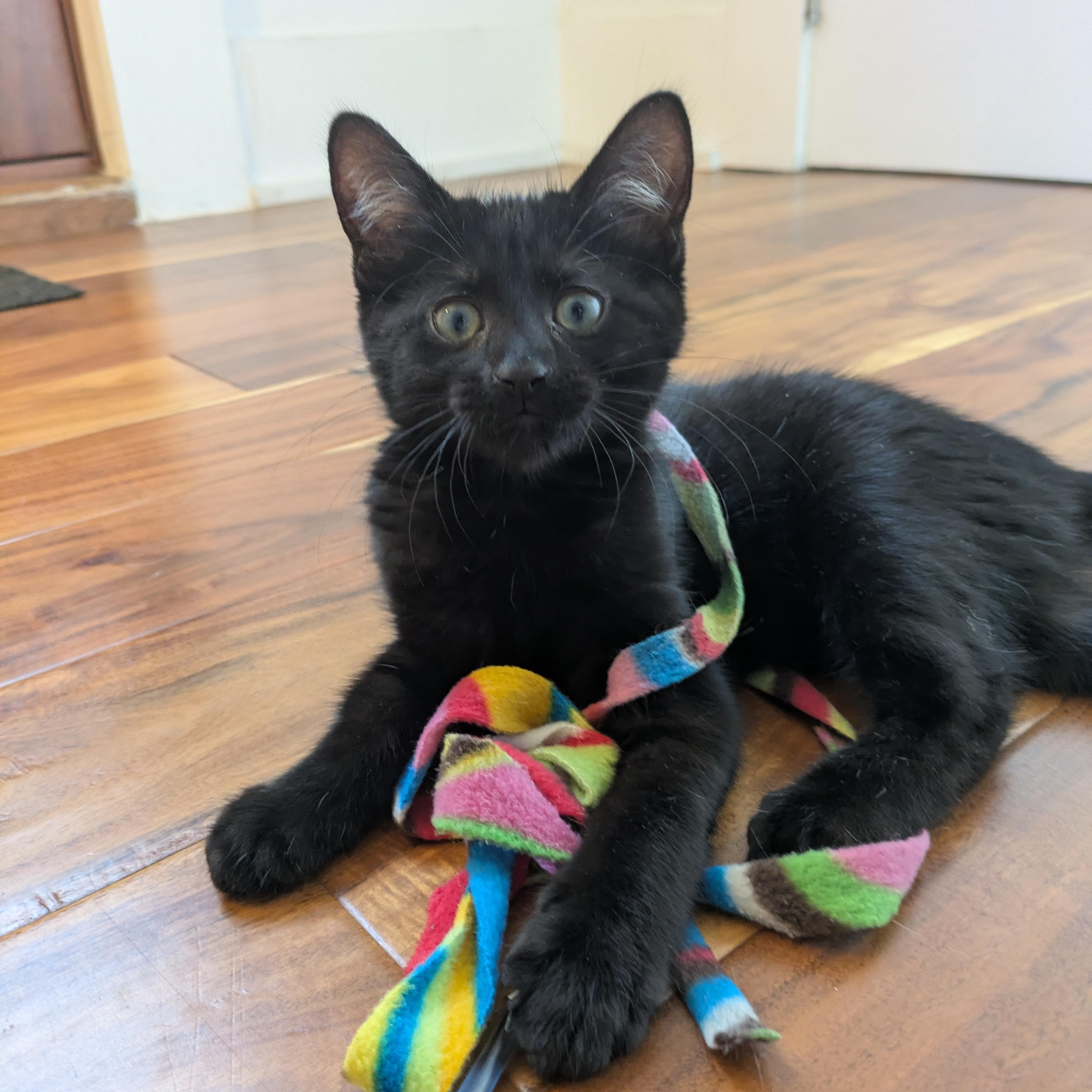 Nona, an adopted Domestic Short Hair in Montreal, QC image 1/5