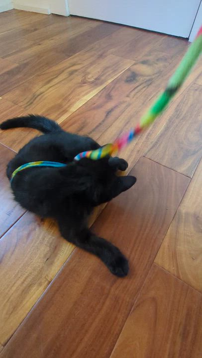 Enlarge Nona, an adopted Domestic Short Hair in Montreal, QC video 5/5