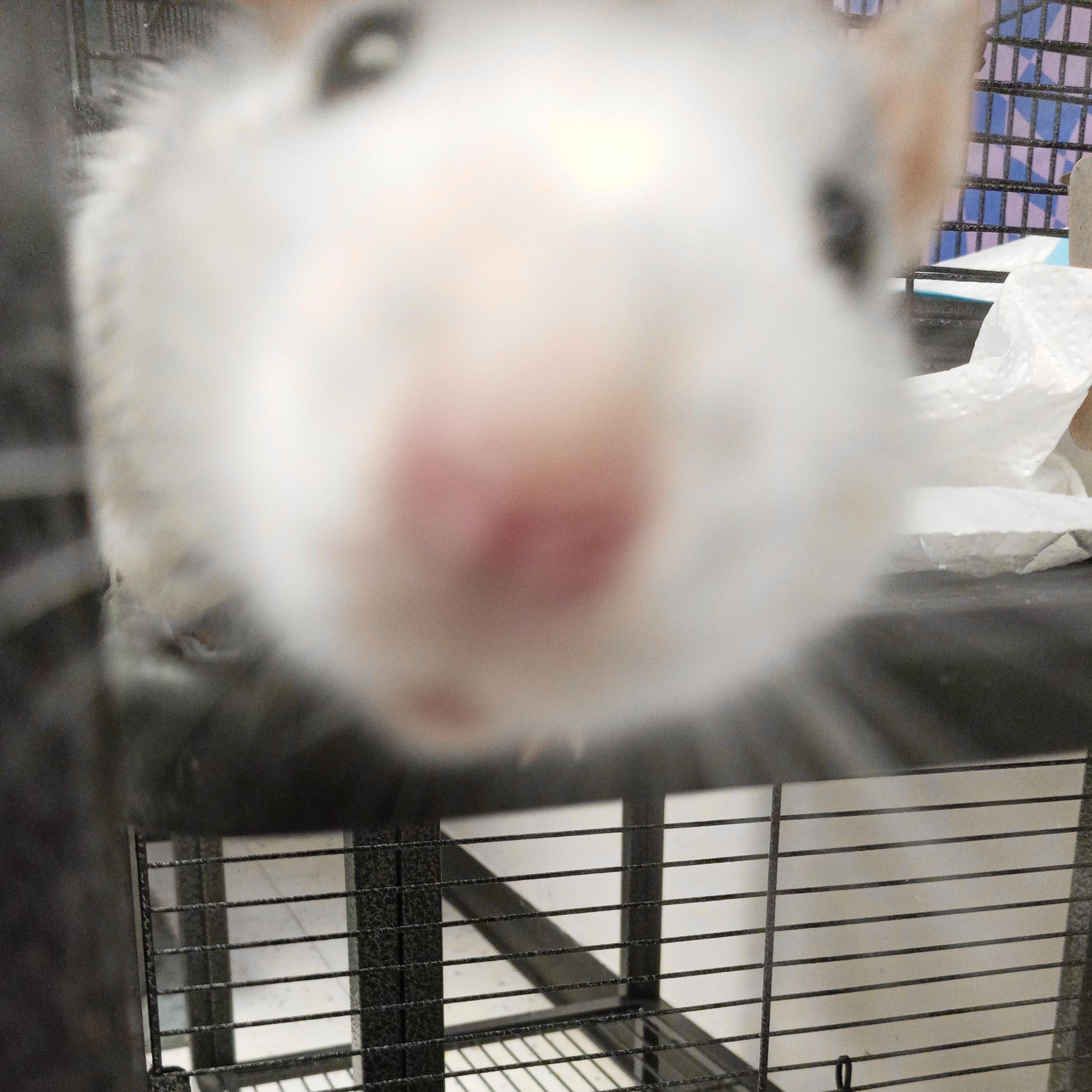 Enlarge Professor Plum & Mr. Green, an adopted Rat in Modesto, CA image 2/4