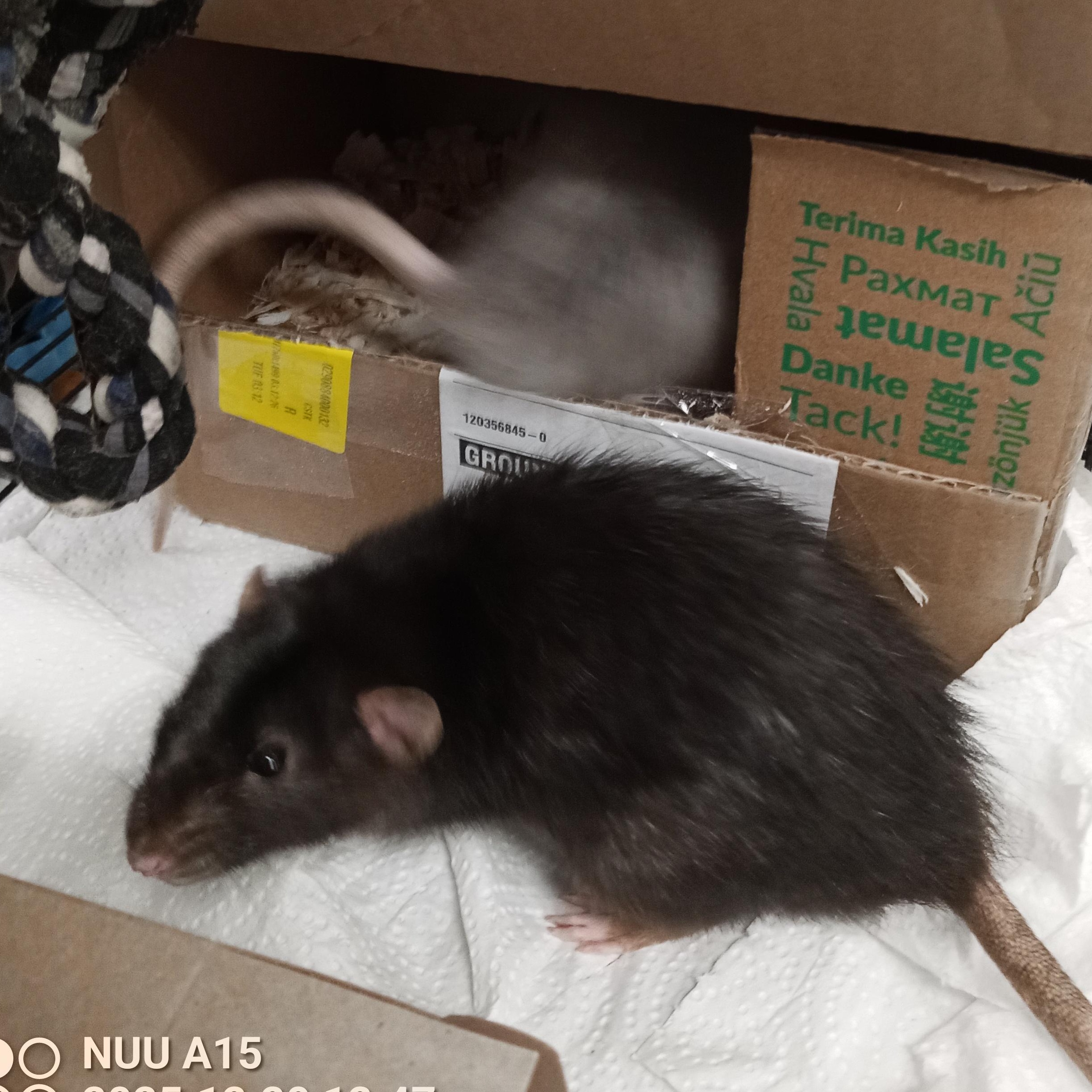 Enlarge Professor Plum & Mr. Green, an adopted Rat in Modesto, CA image 3/4