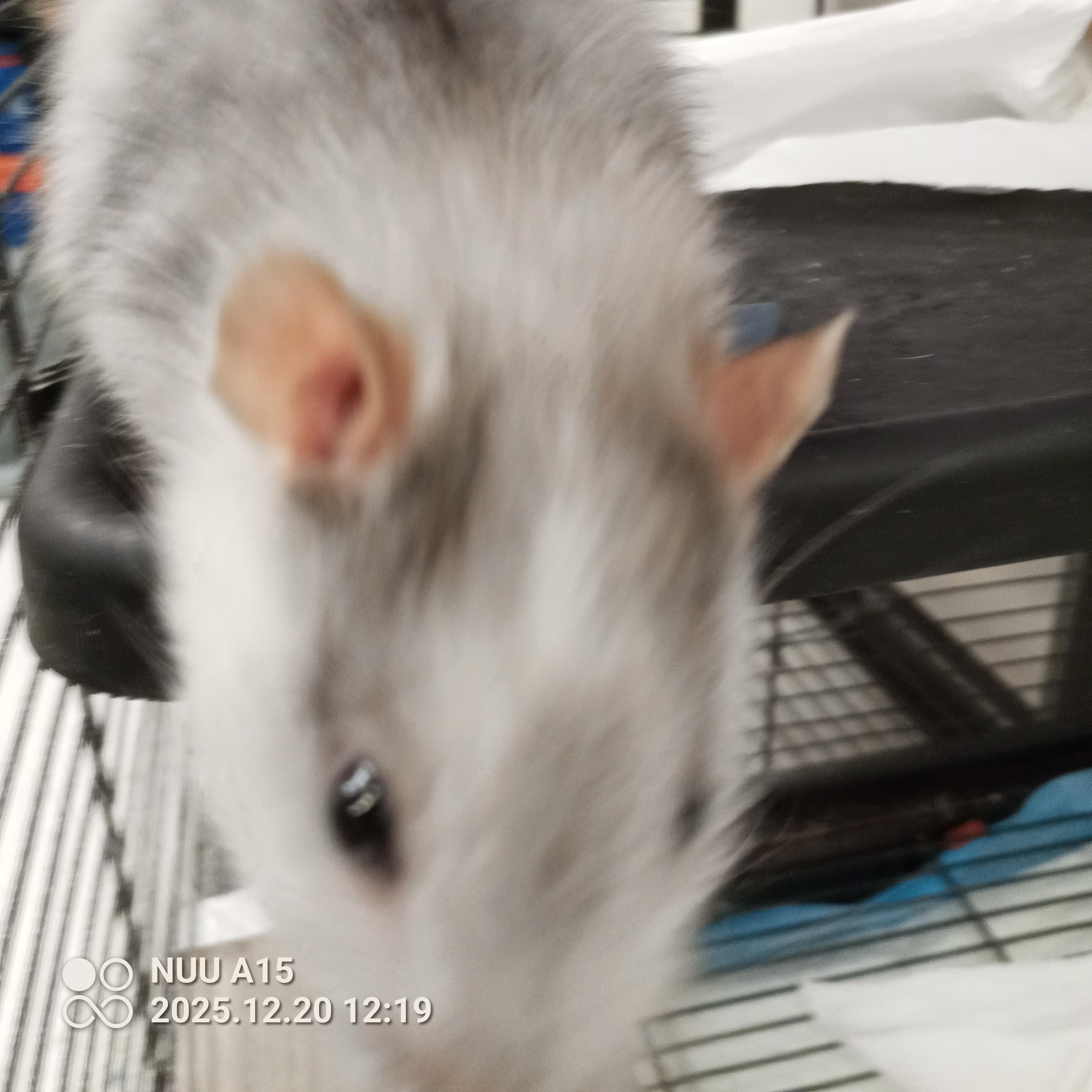 Enlarge Professor Plum & Mr. Green, an adopted Rat in Modesto, CA image 1/4