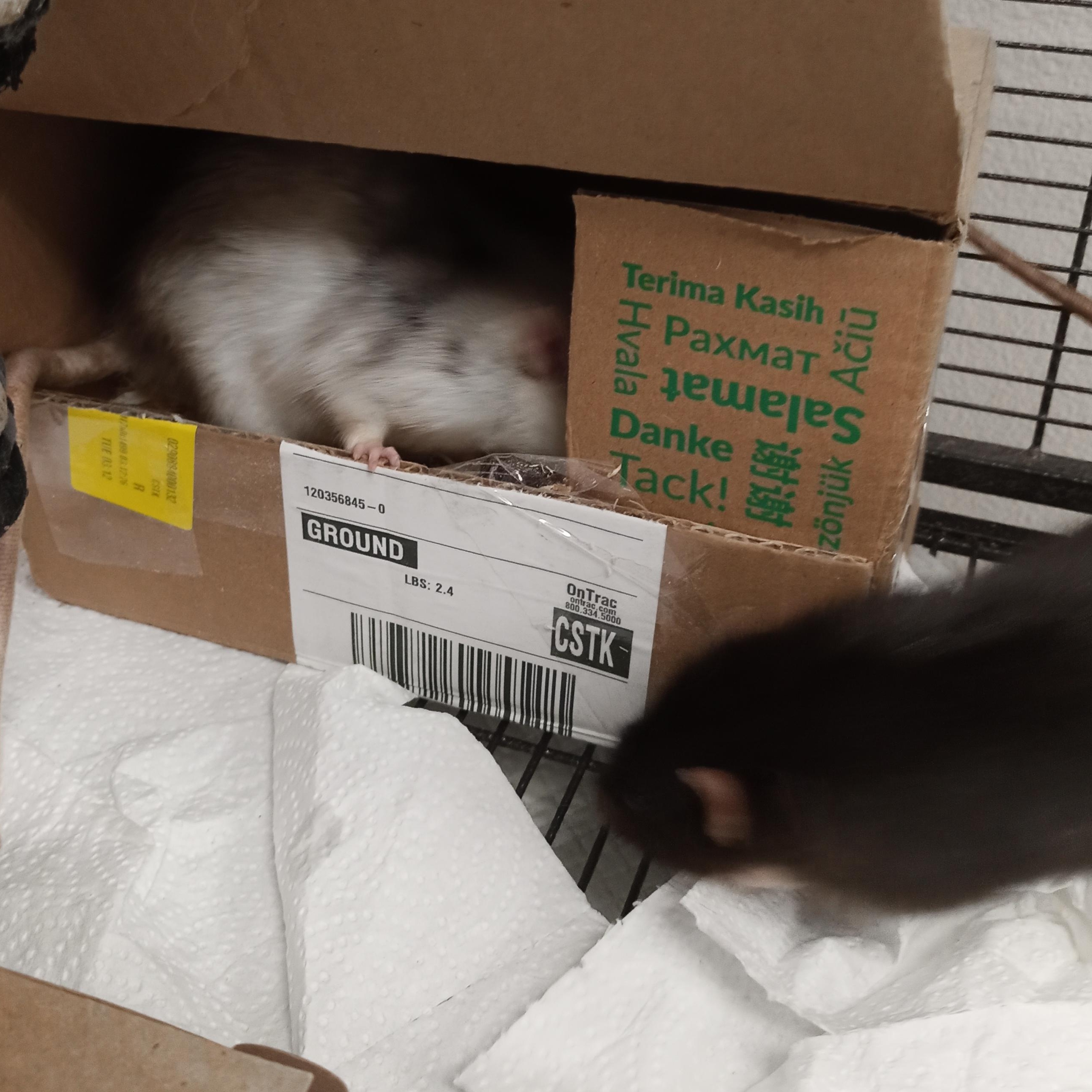 Enlarge Professor Plum & Mr. Green, an adopted Rat in Modesto, CA image 4/4